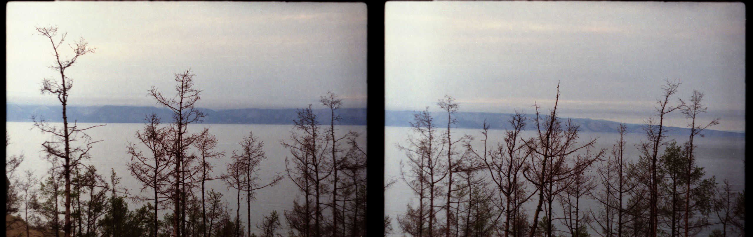 Рутова Наталья. Портреты деревьев. Наталья Рутова