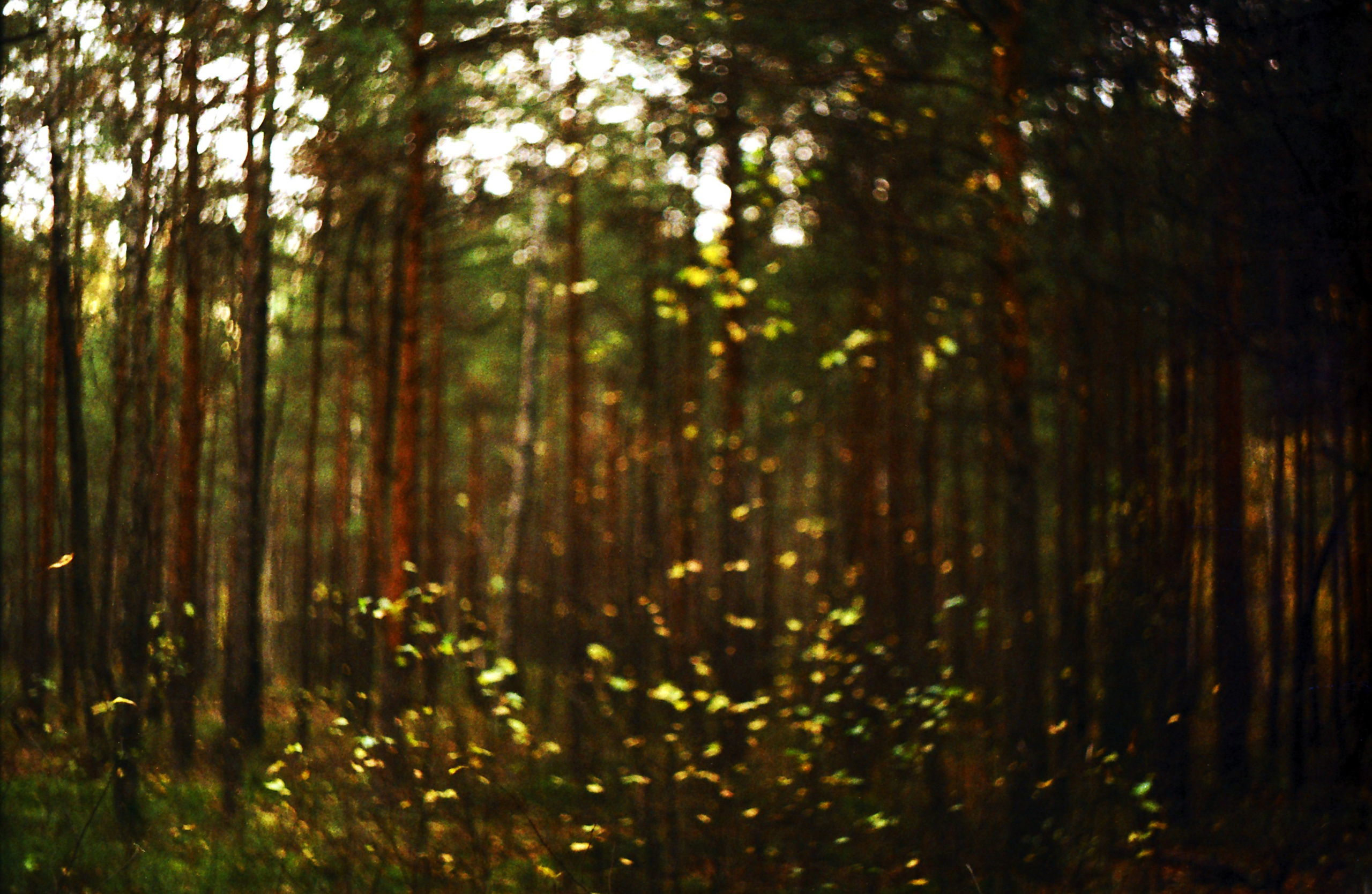 Рутова Наталья. Портреты деревьев. Наталья Рутова