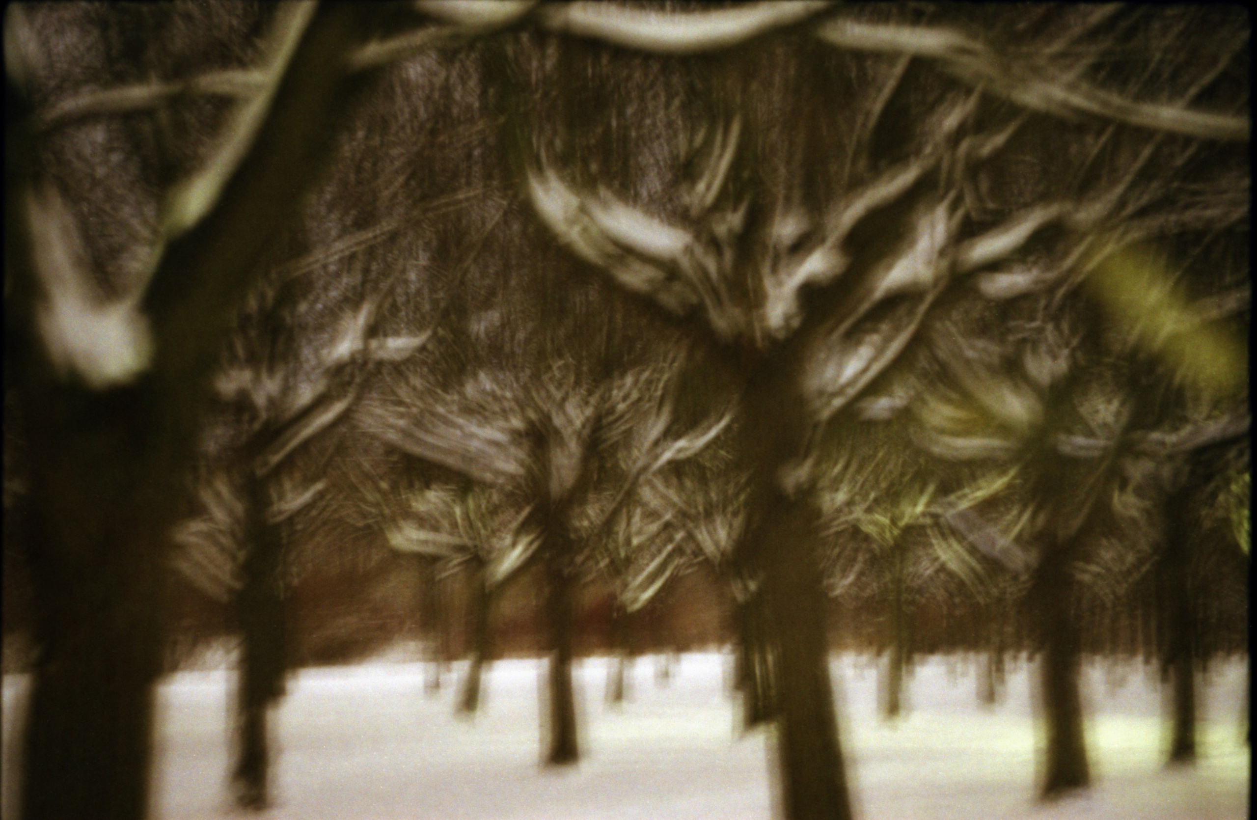 Рутова Наталья. Портреты деревьев. Наталья Рутова