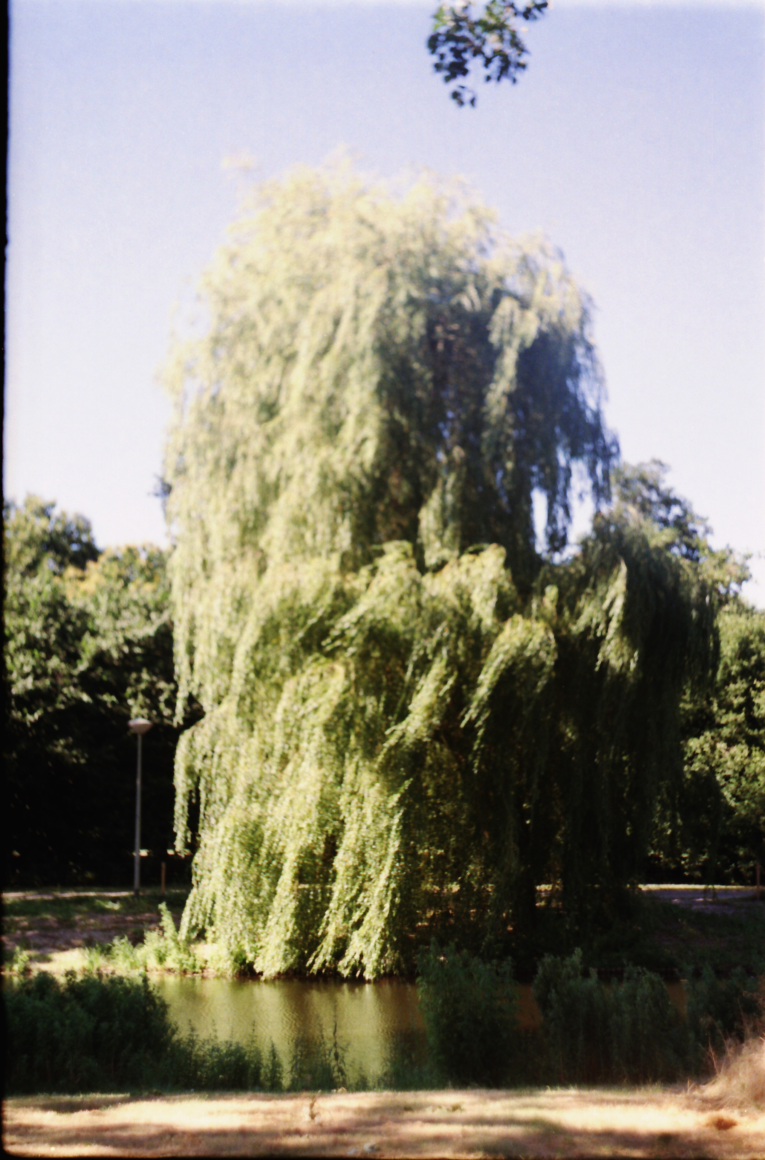 Рутова Наталья. Портреты деревьев. Наталья Рутова