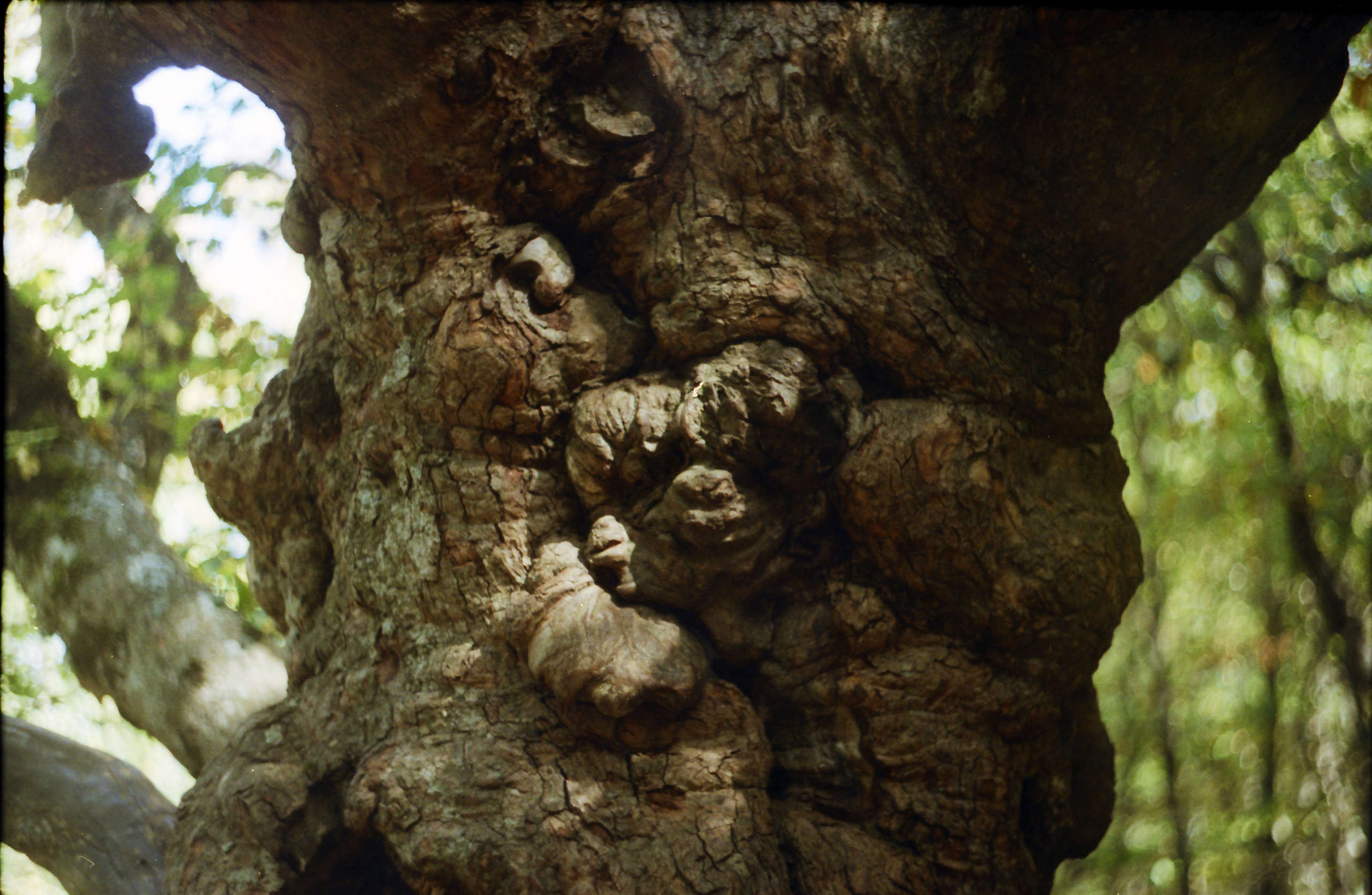 Рутова Наталья. Портреты деревьев. Наталья Рутова