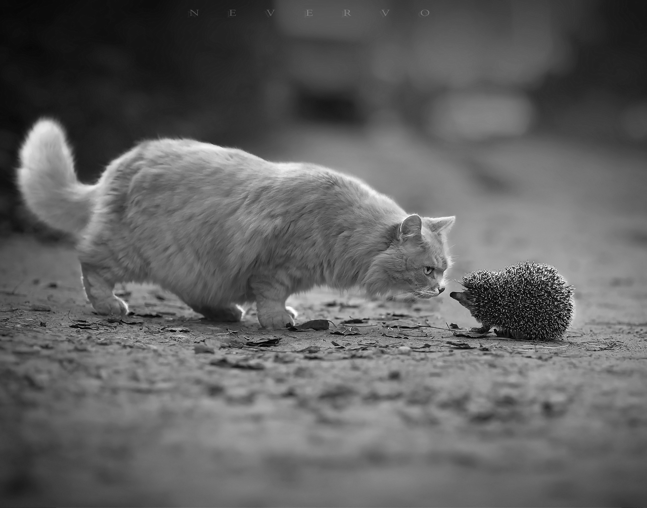 Черно-белая фотосъемка. B&W съемка в Москве. ЧБ фотограф Олег Голишник. Арт-фотограф Олег Голишников. Творческая мастерская