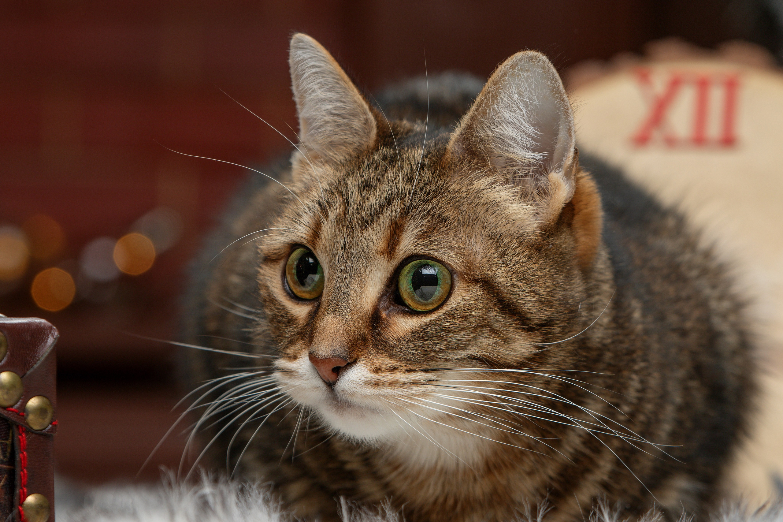 Кошки. Фотограф-анималист Юлия Зубкова