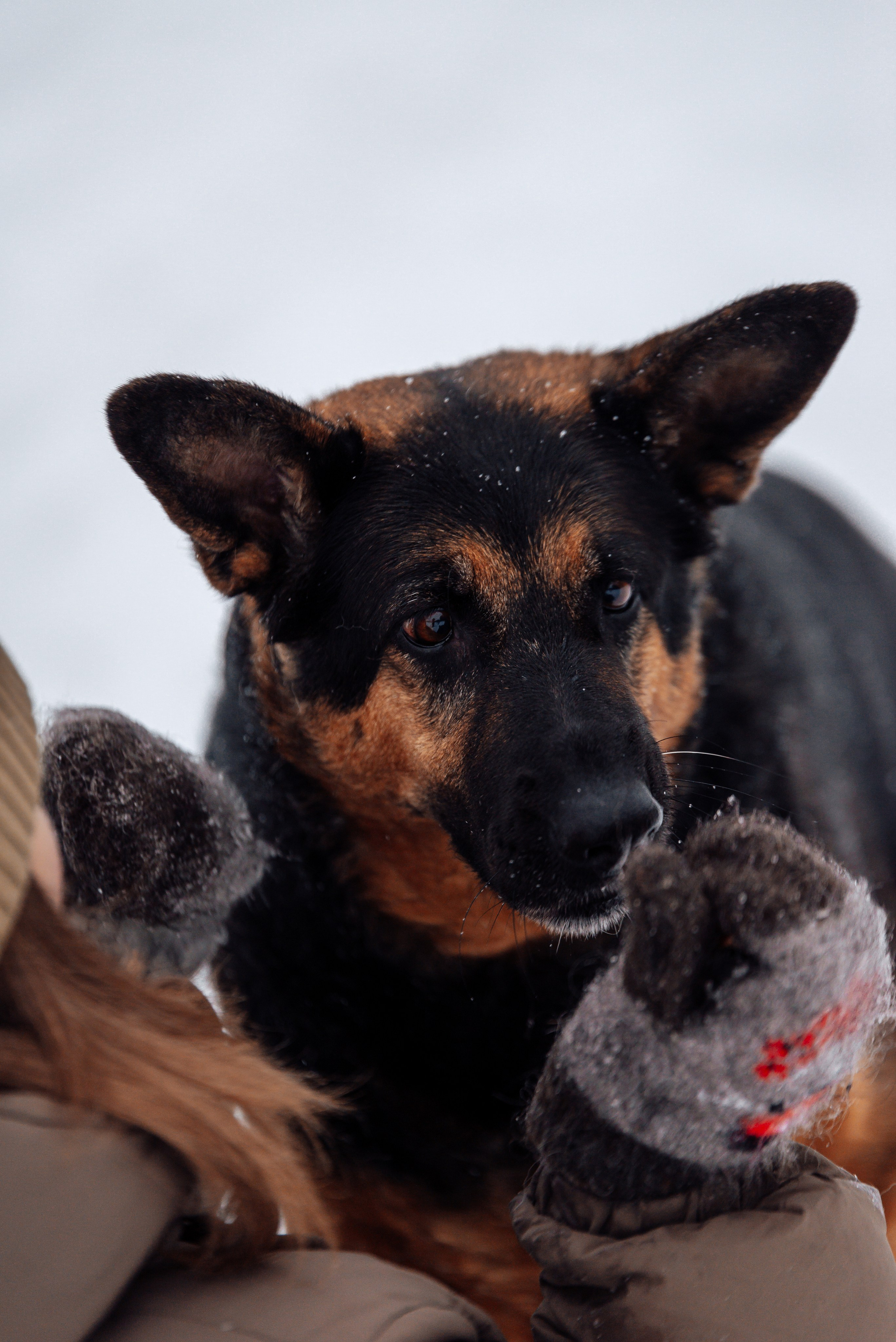 Светлана, Альфа и кошки ✨. Фотограф-анималист Анастасия Парфенова|Екатеринбург