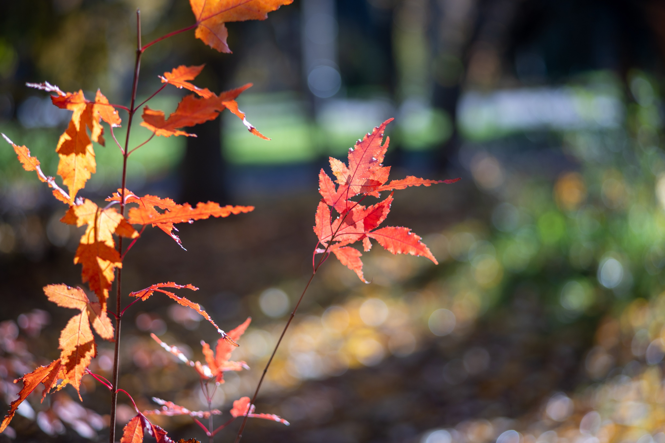 20251012 МГУ. Дмитрий Ремизов. Фотография, как хобби