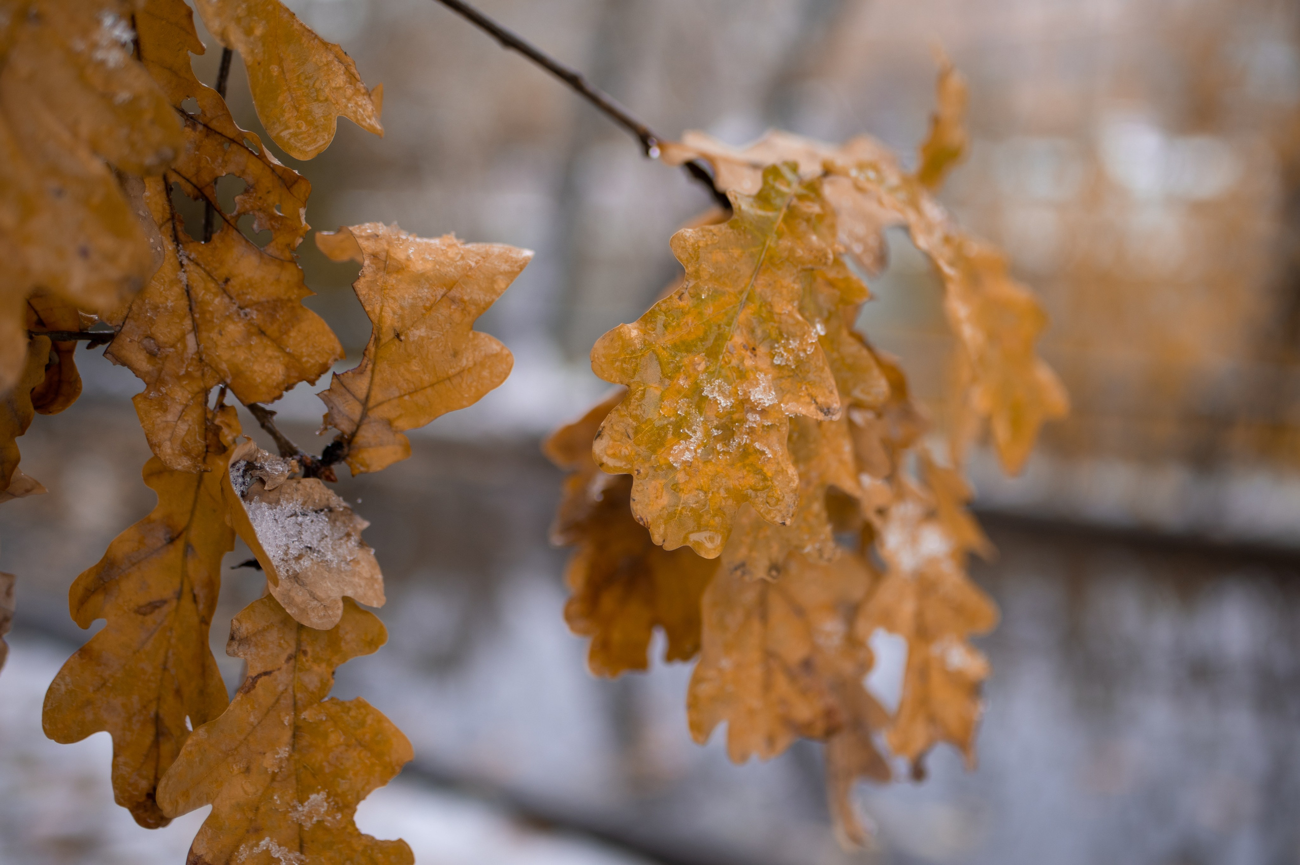 20231030 Тест Tamron SP 35 mm F/1.8. Дмитрий Ремизов. Фотография, как хобби