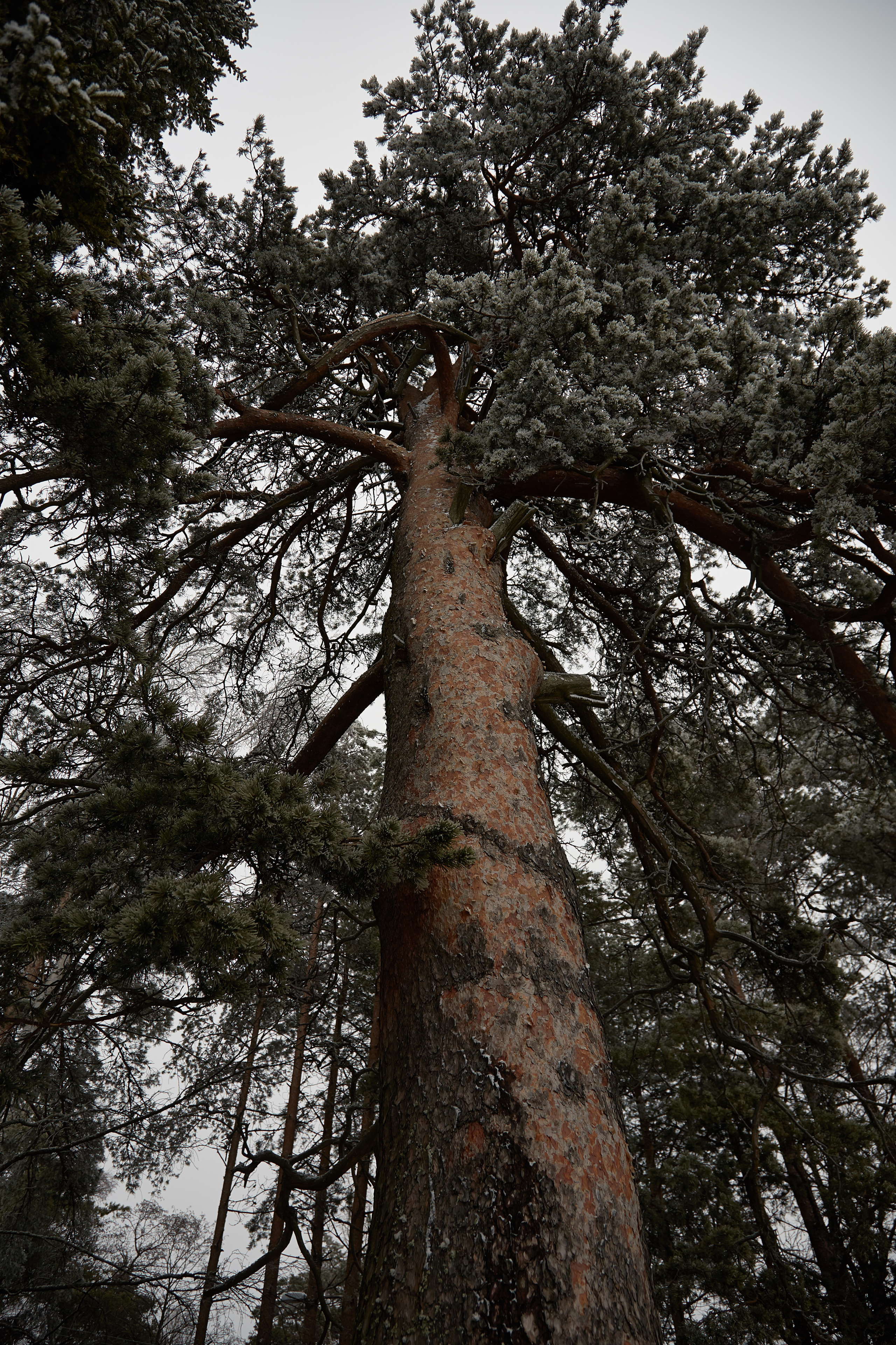 Разное. Фотограф Анастасия Федорова  Санкт-Петербург