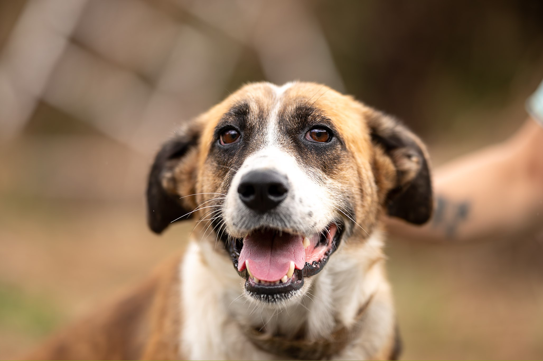 Приют Бим. Ирина Голомб|Фотограф-анималист в  Сочи и Калининграде