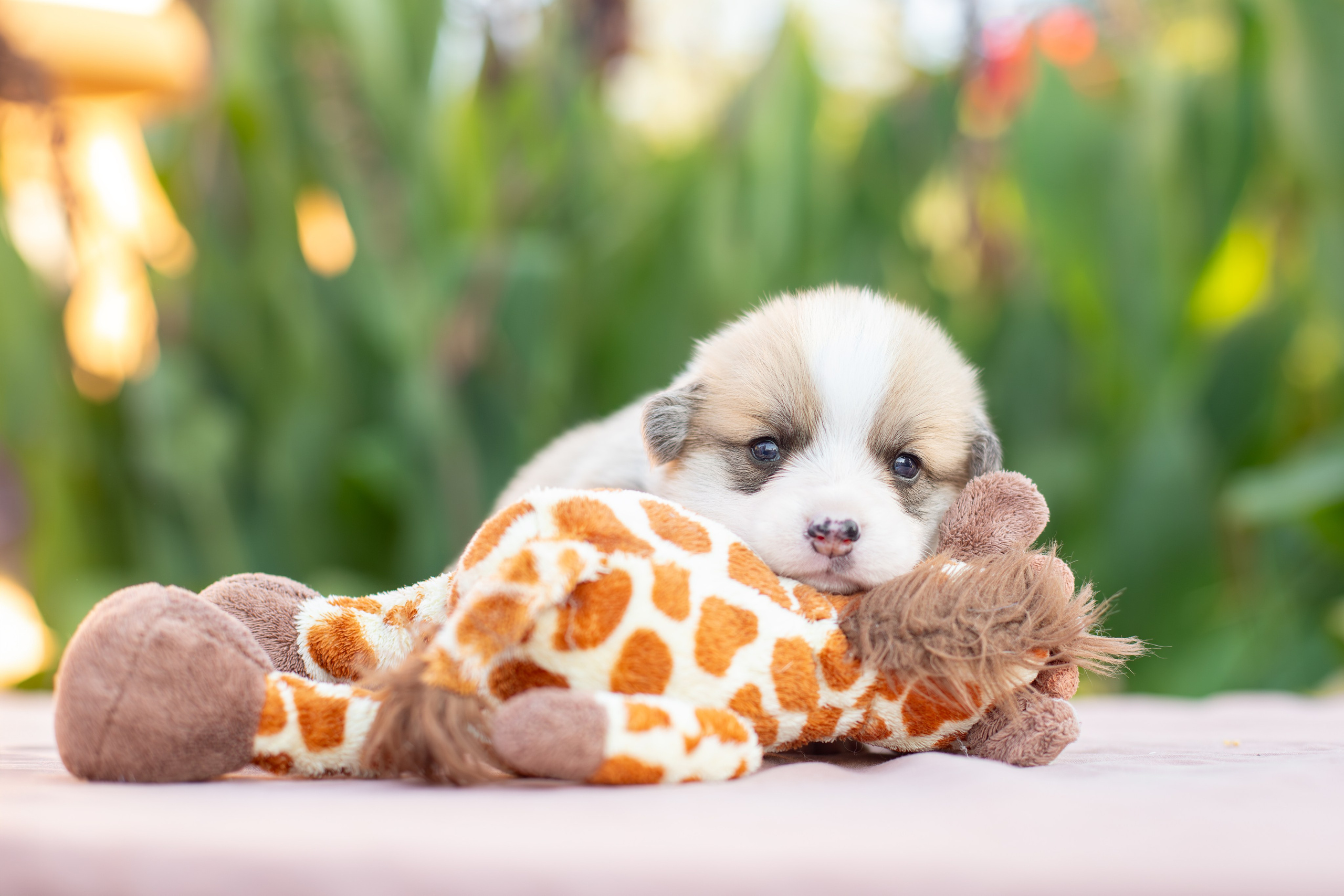 Малыши коржики. Ирина Голомб|Фотограф-анималист в  Сочи и Калининграде