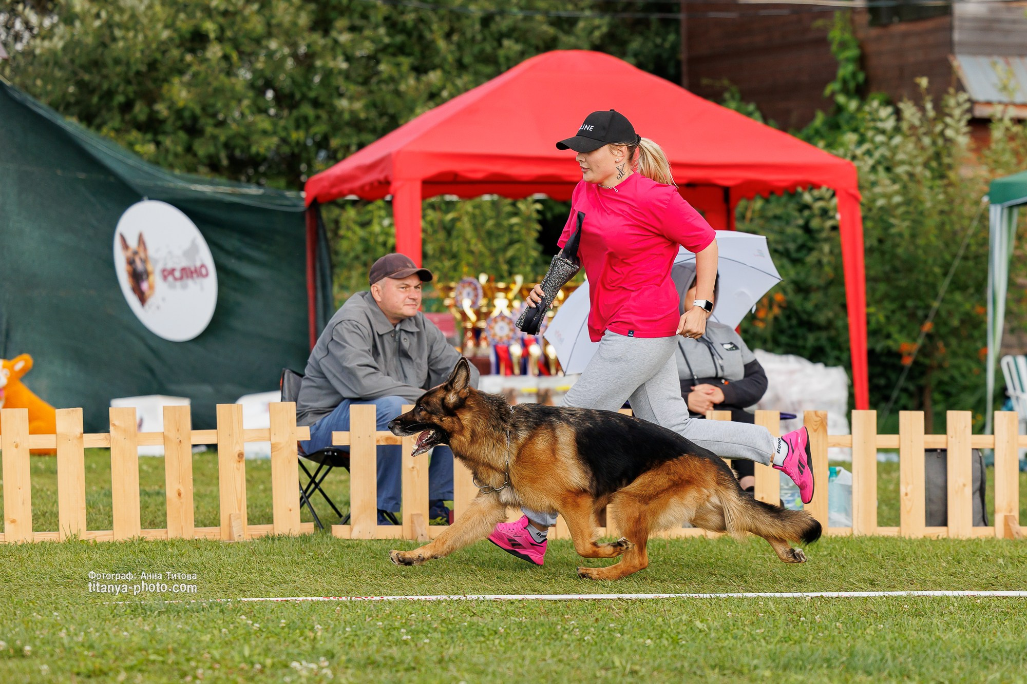Немецкие овчарки: фото из рингов и вне ринга, мутпроба (фотографии с выставок). Фотограф собак, фотограф-анималист Аня Титова (Titanya). Москва