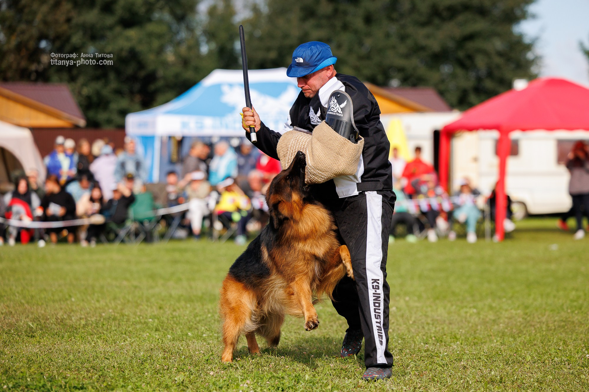 Немецкие овчарки: фото из рингов и вне ринга, мутпроба (фотографии с выставок). Фотограф собак, фотограф-анималист Аня Титова (Titanya). Москва