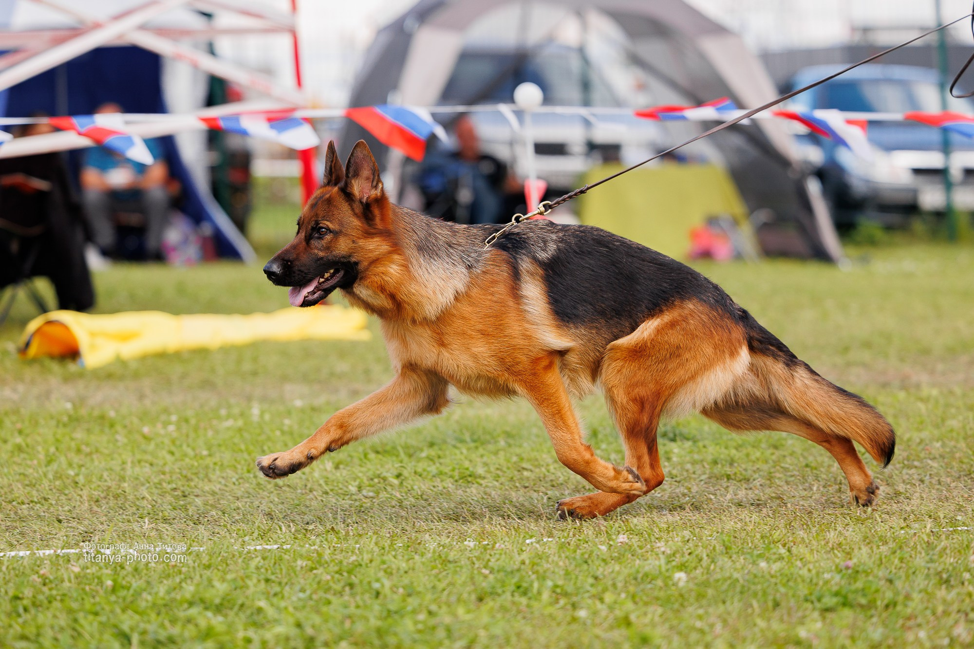 Немецкие овчарки: фото из рингов и вне ринга, мутпроба (фотографии с выставок). Фотограф собак, фотограф-анималист Аня Титова (Titanya). Москва