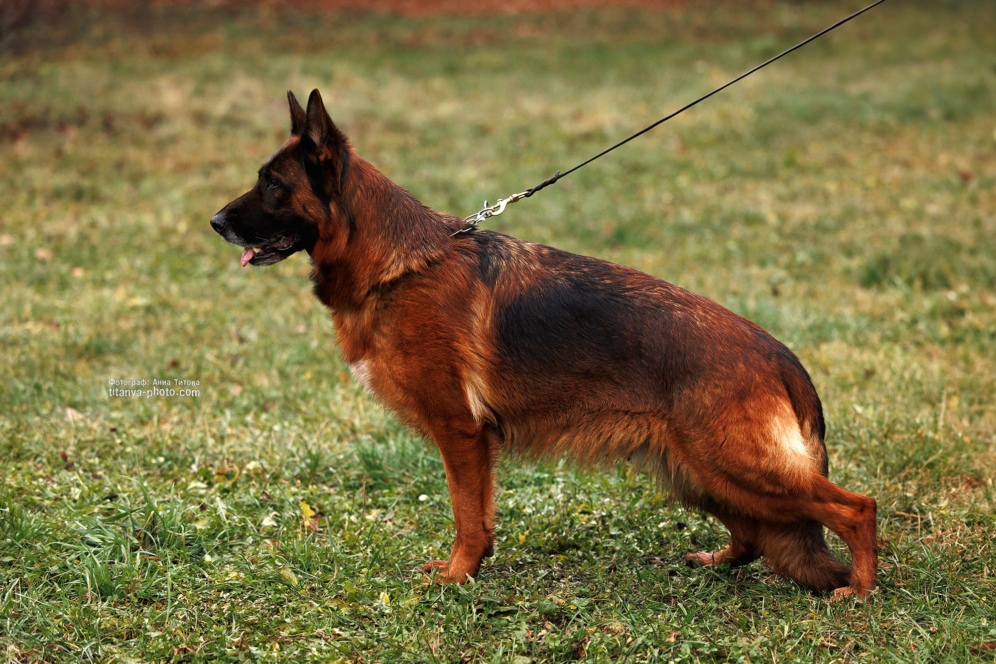 Экстерьерная фотосъёмка немецких овчарок. Фотограф собак, фотограф-анималист Аня Титова (Titanya). Москва