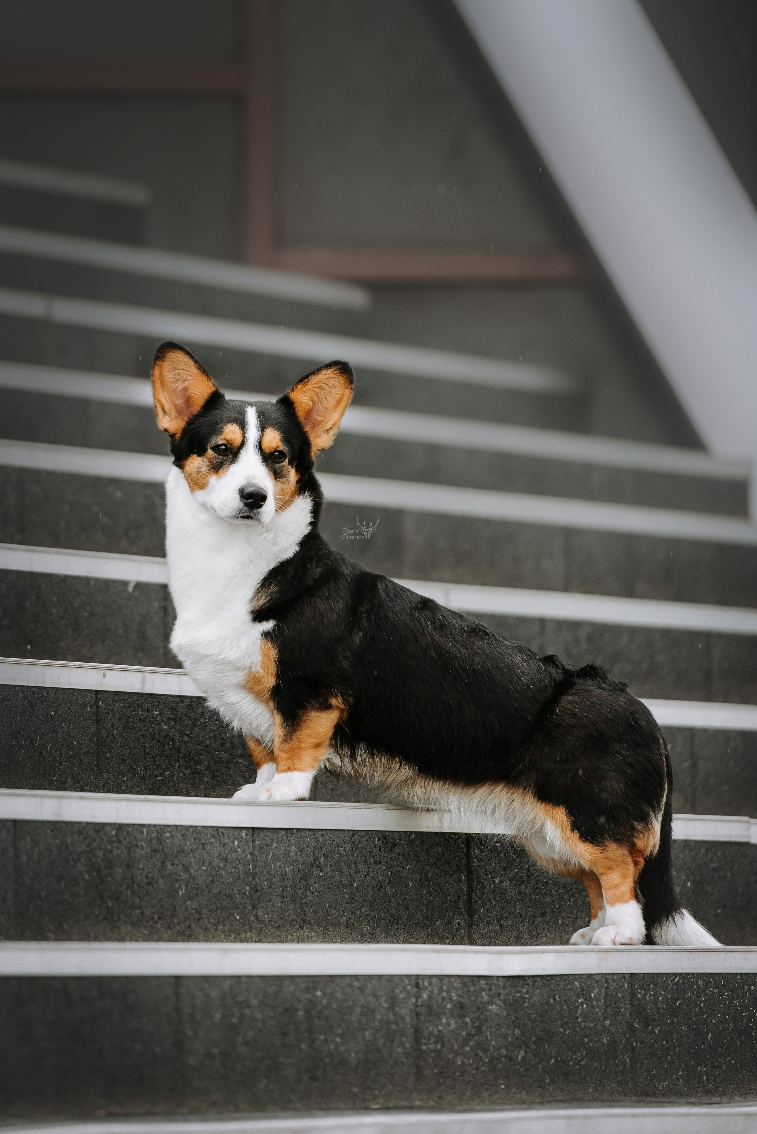 Собаки уличные. Фотограф Диана Оленина Красноярск / Братск