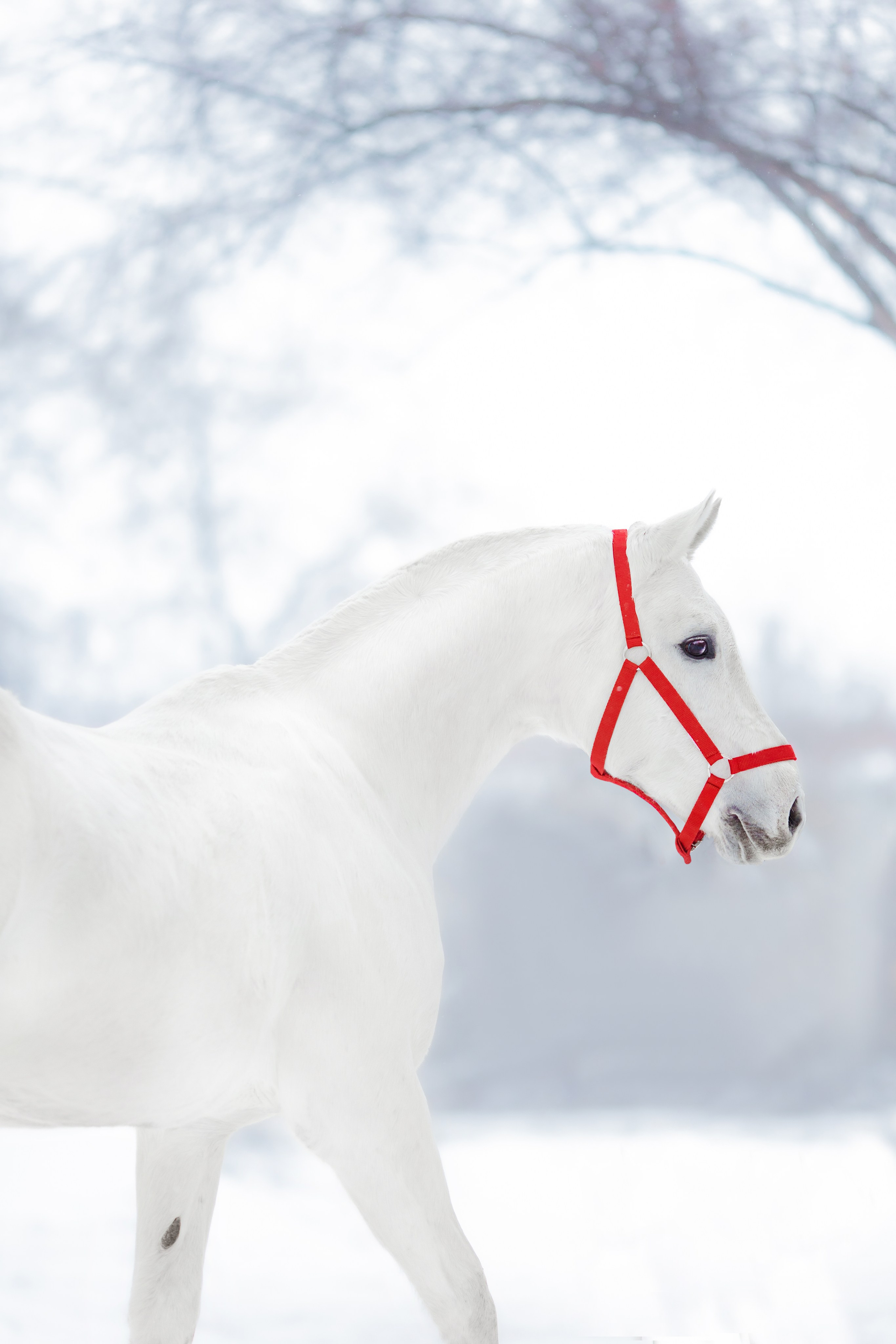 Анималистика. Главная