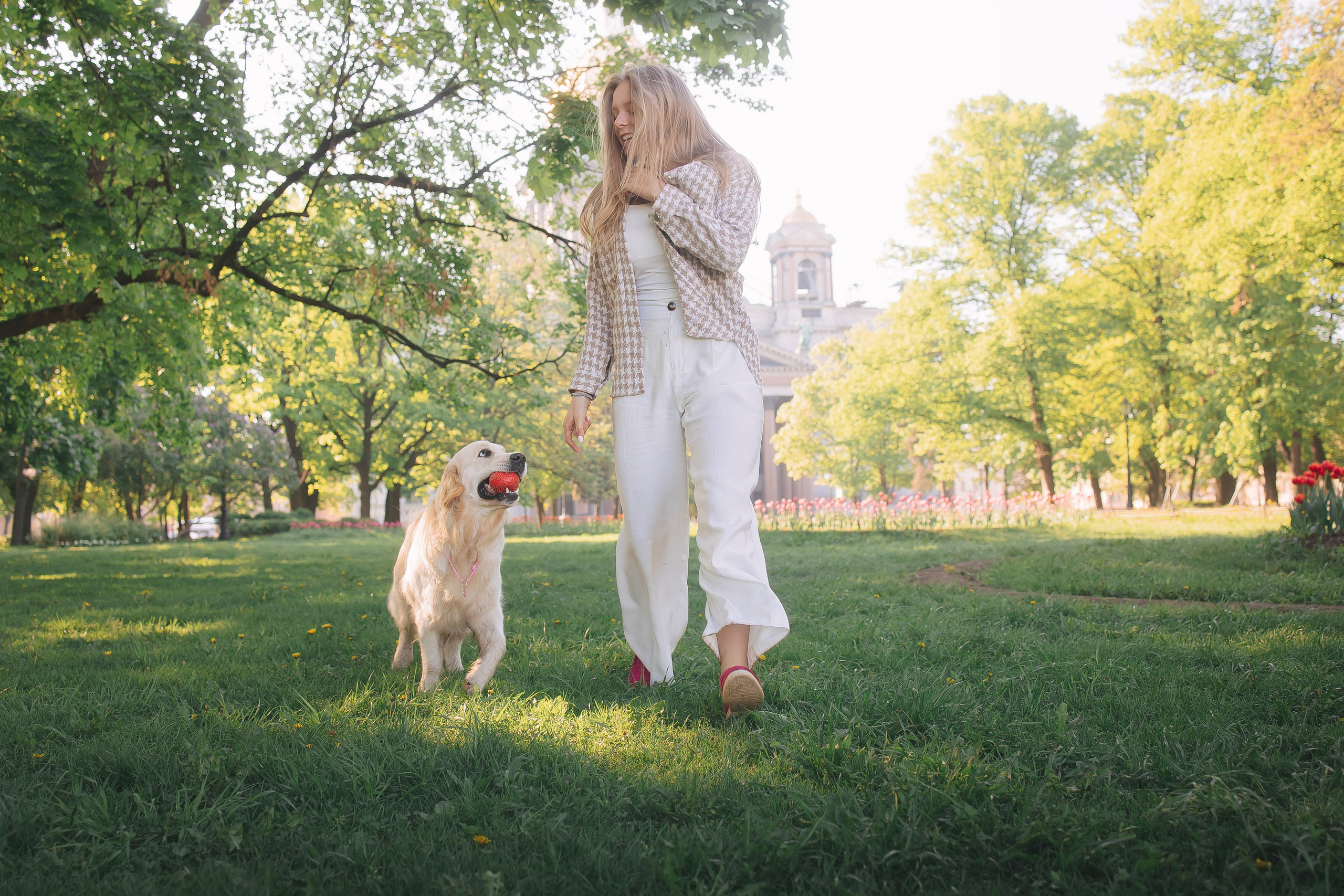 Золотистый ретривер Мона, Питер. Свадебный и женский фотограф