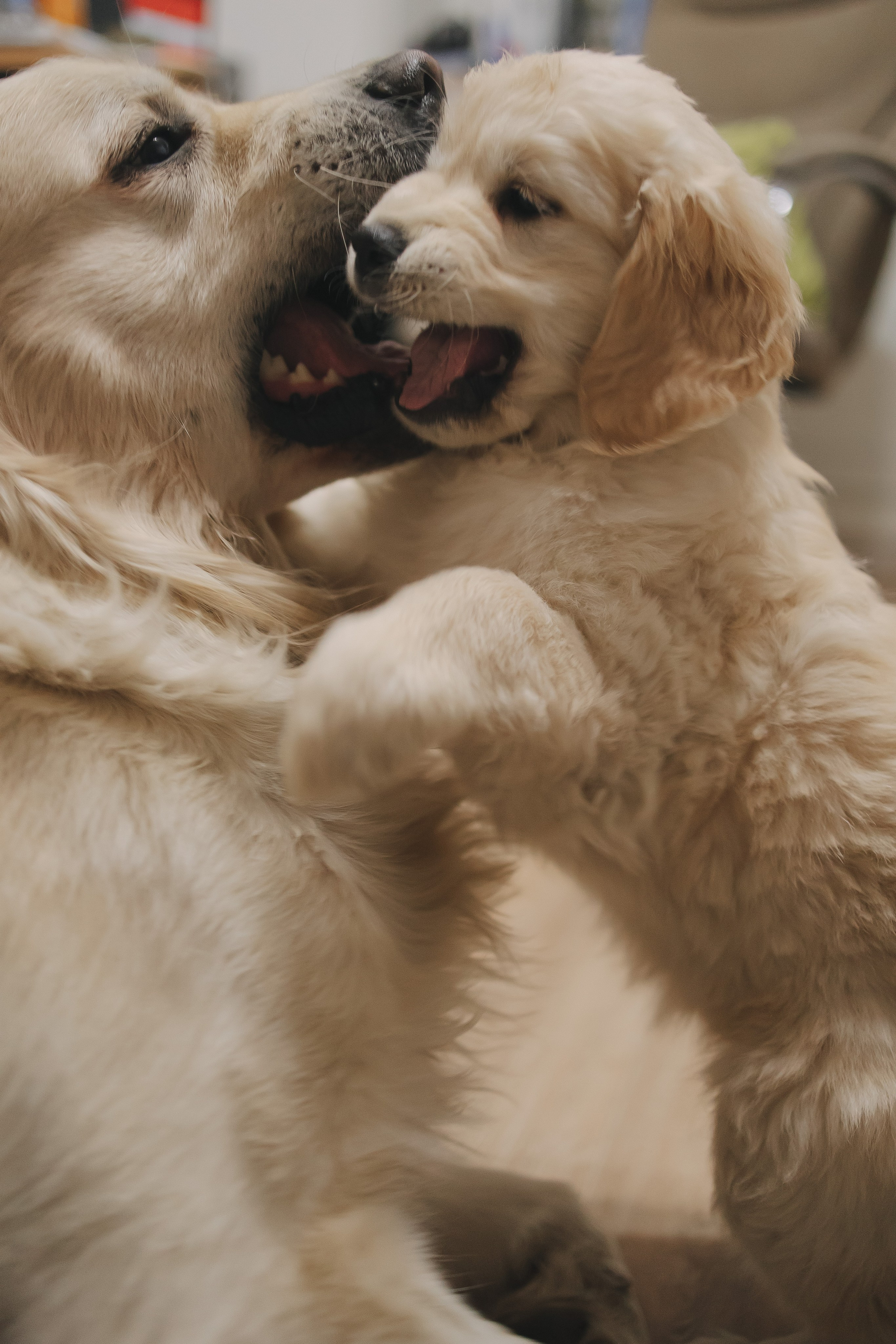 Снежик и Веста, НГ. Свадебный и женский фотограф