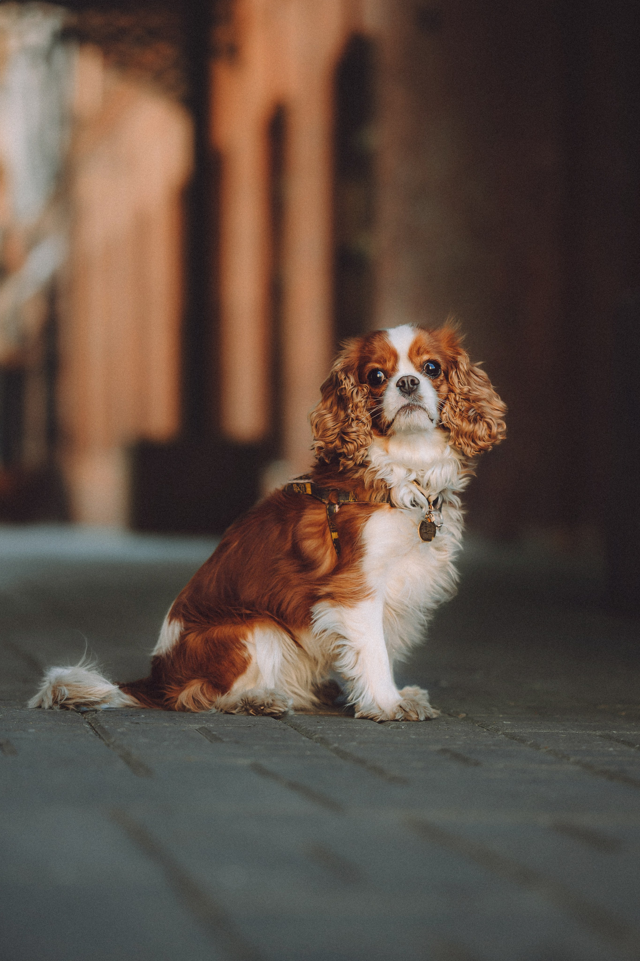 Ириска и ее семья