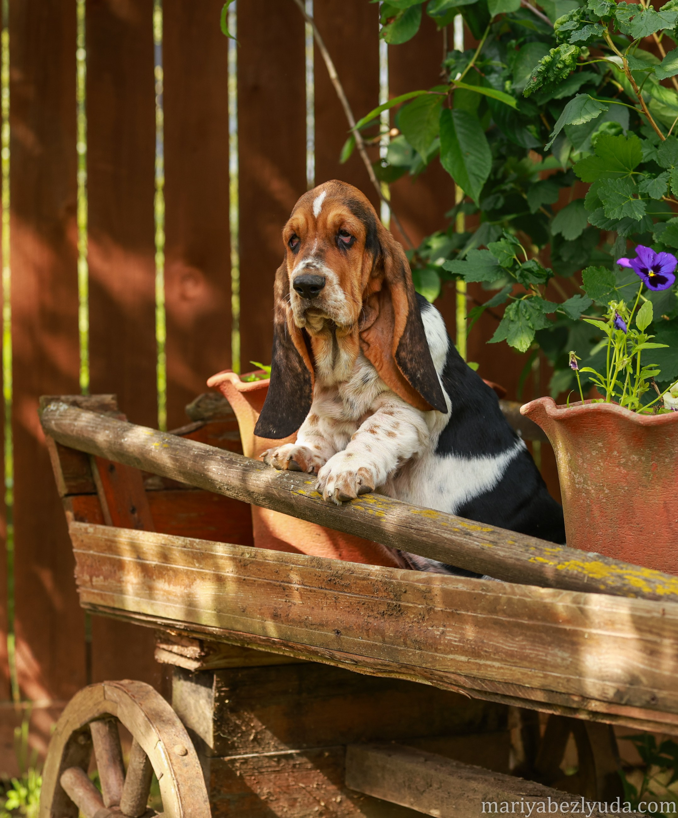 Щенки. Семейный и детский фотограф в Москве Мария Быкова