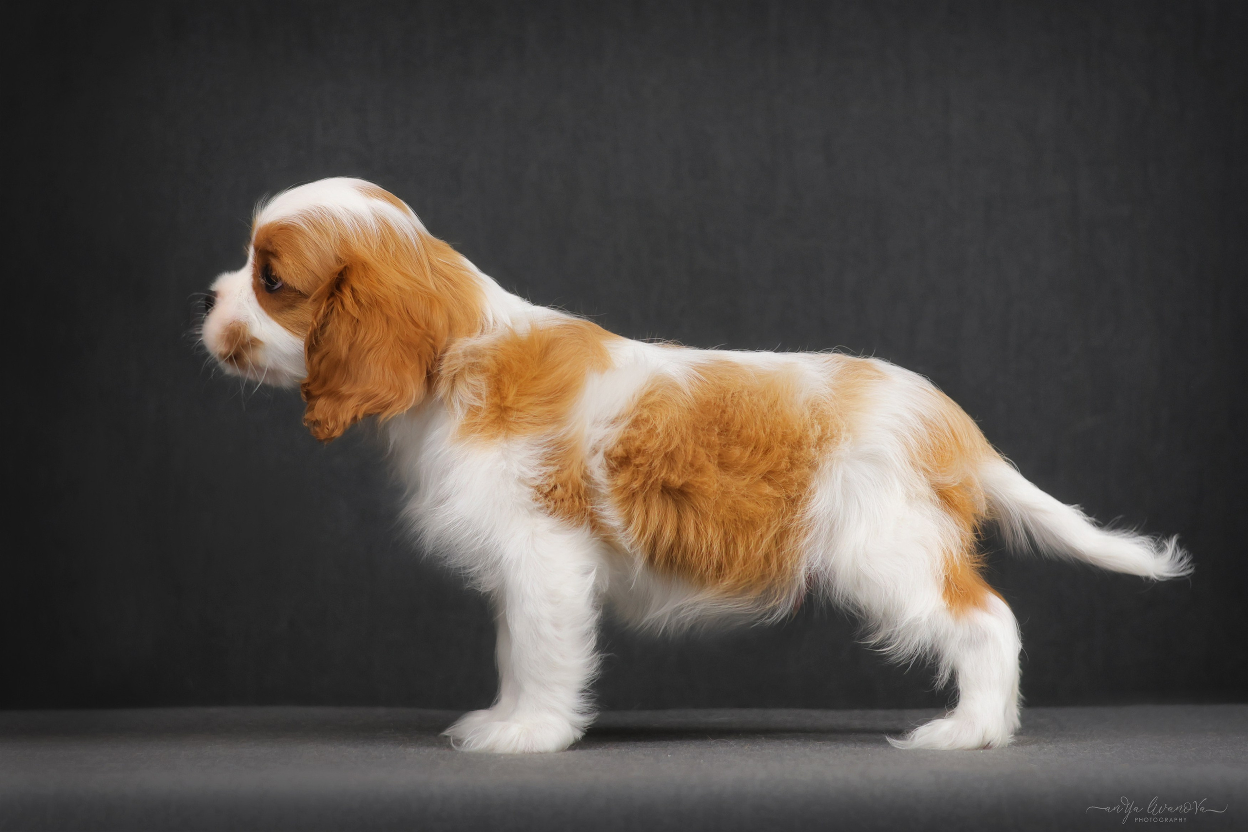 Кавалерчики. Фотограф анималист Аня Ливанова | Рыбинск