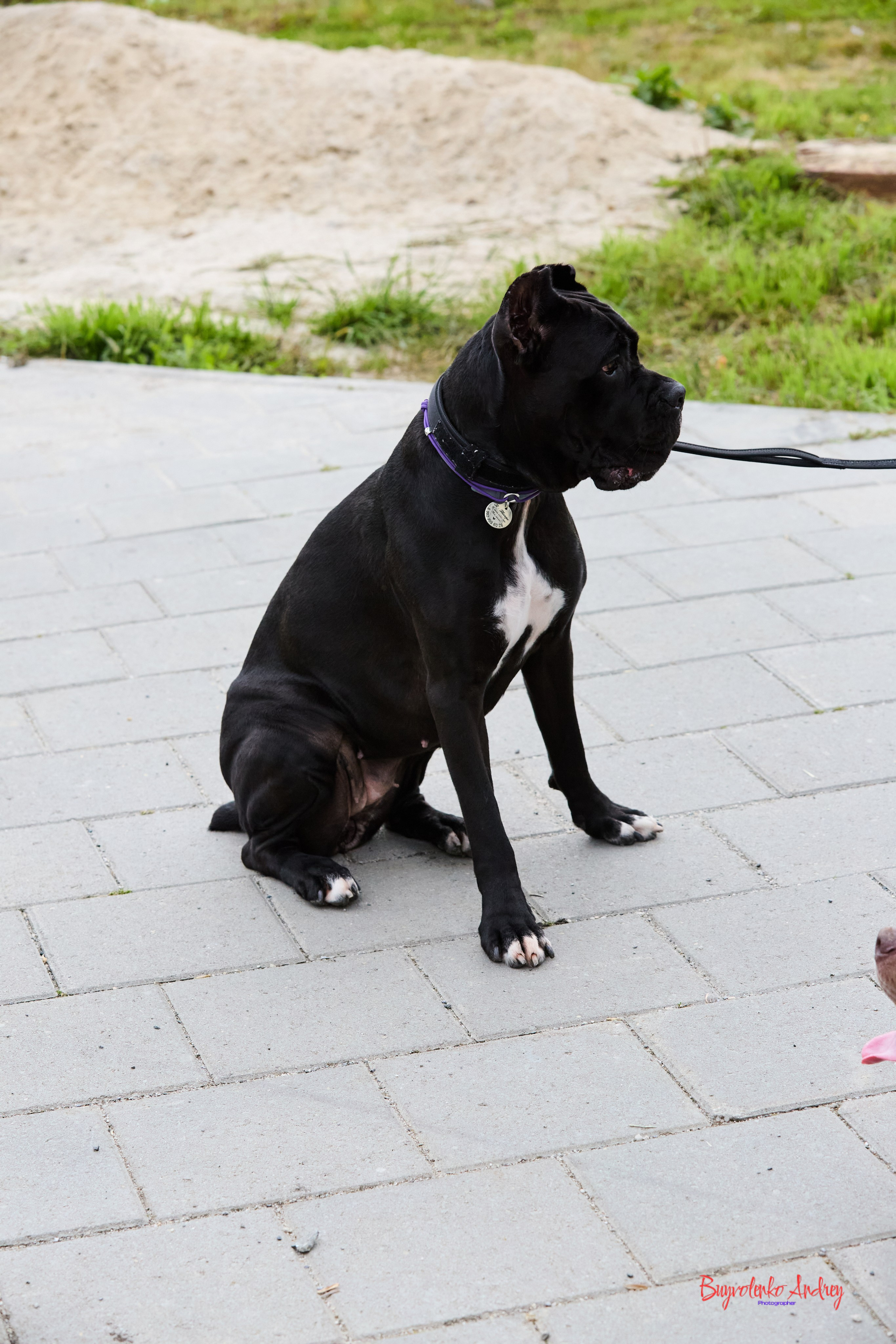 Проект фотопрогулка с хвостиком. Buyvolenko Andrey