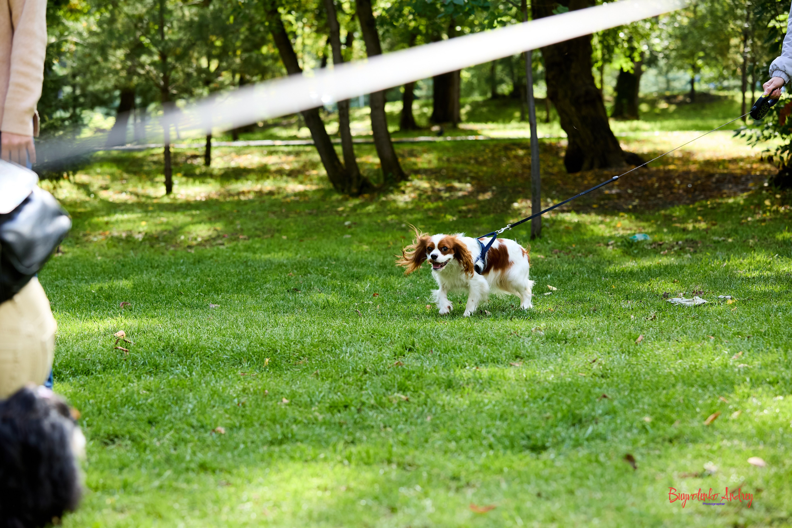 Фотопрогулка с кавалерами. Buyvolenko Andrey