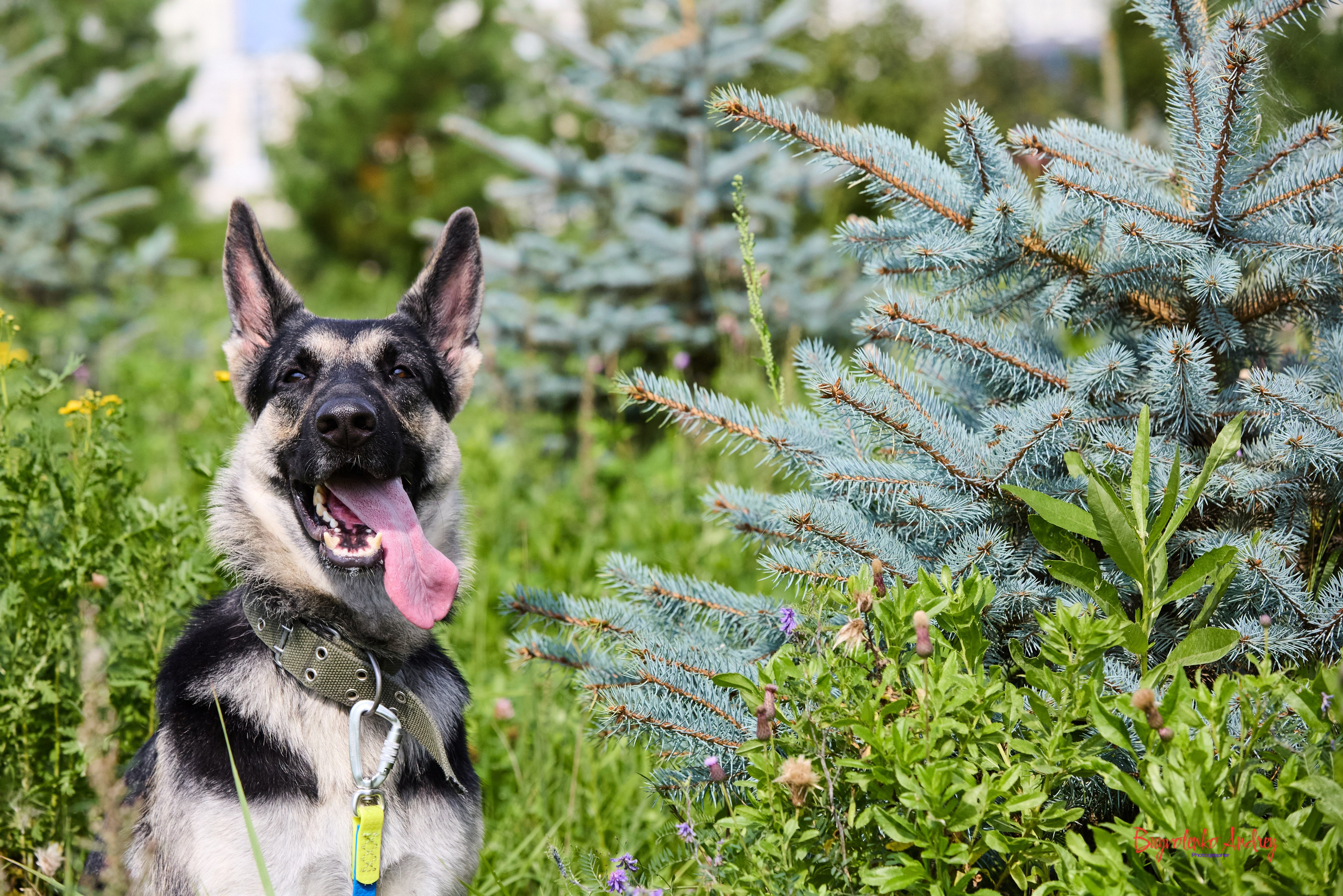 Проект фотопрогулка с хвостиком. Buyvolenko Andrey