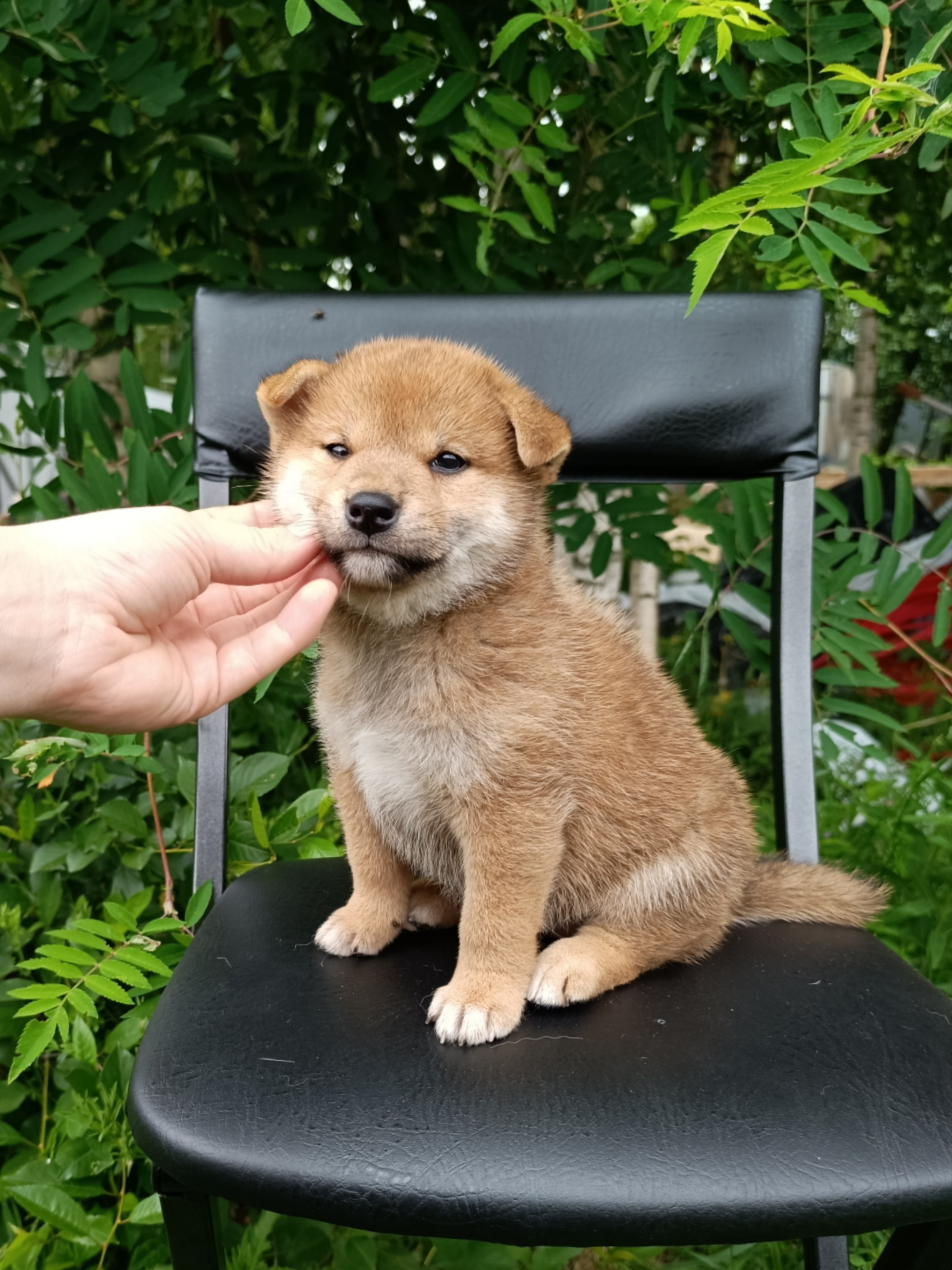 сиба питомник Рубилайт щенки на продажу rubylight  сиба щенки купить СПб Санкт-Петербург