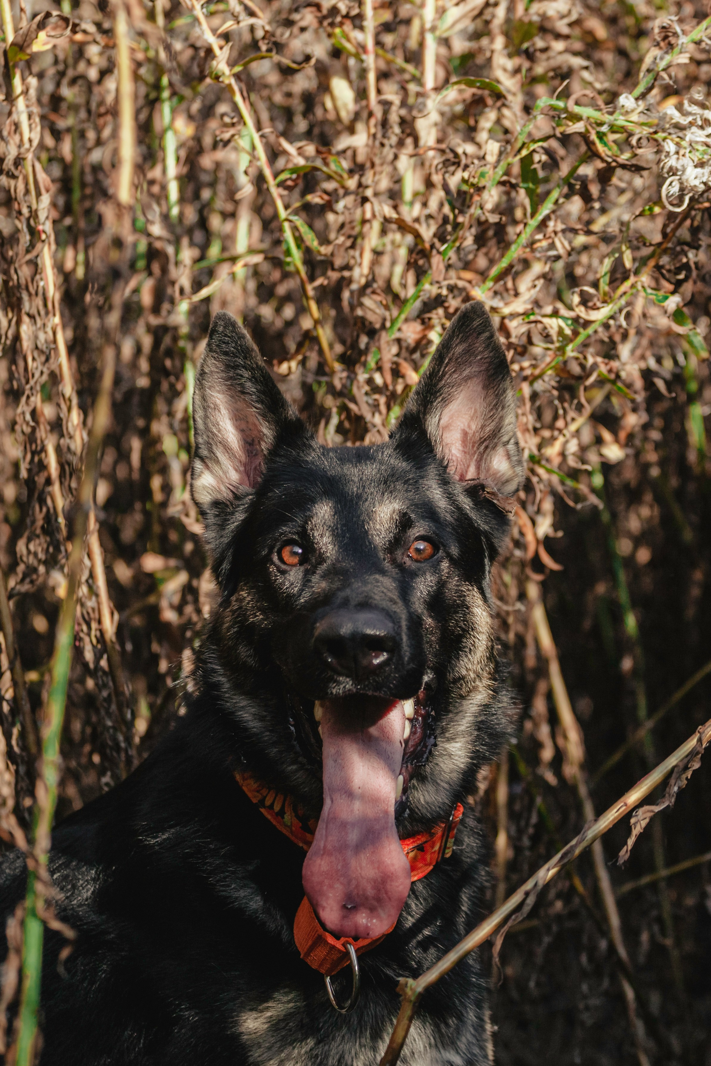 Илай. Фотограф-анималист Татьяна Степанова