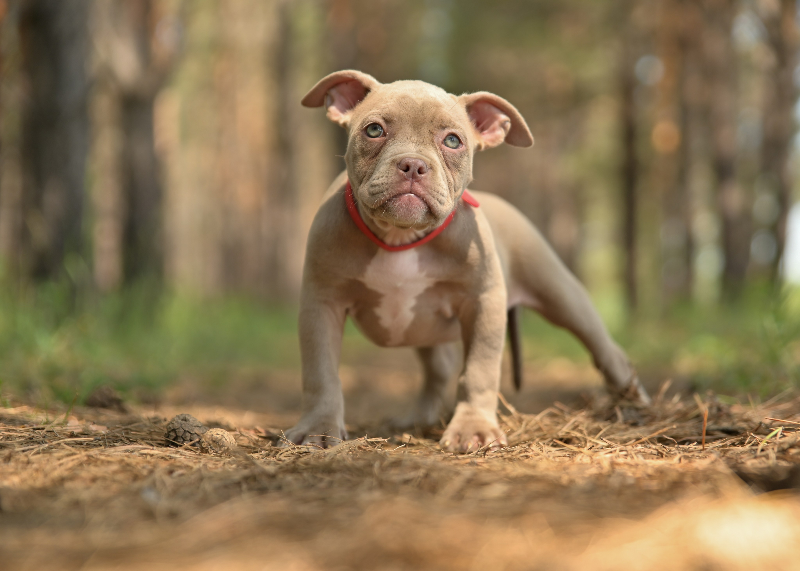 Свободные щенки Американский Булли в Иркутске. Питомник собак Иркутск