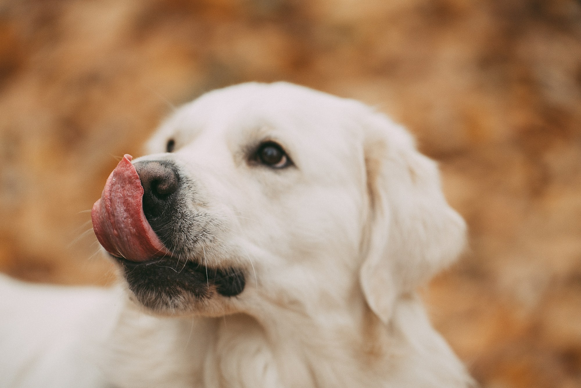 Лена и Мерлин. Фотограф анималист в Москве и Санкт-Петербурге Свиридова Анна