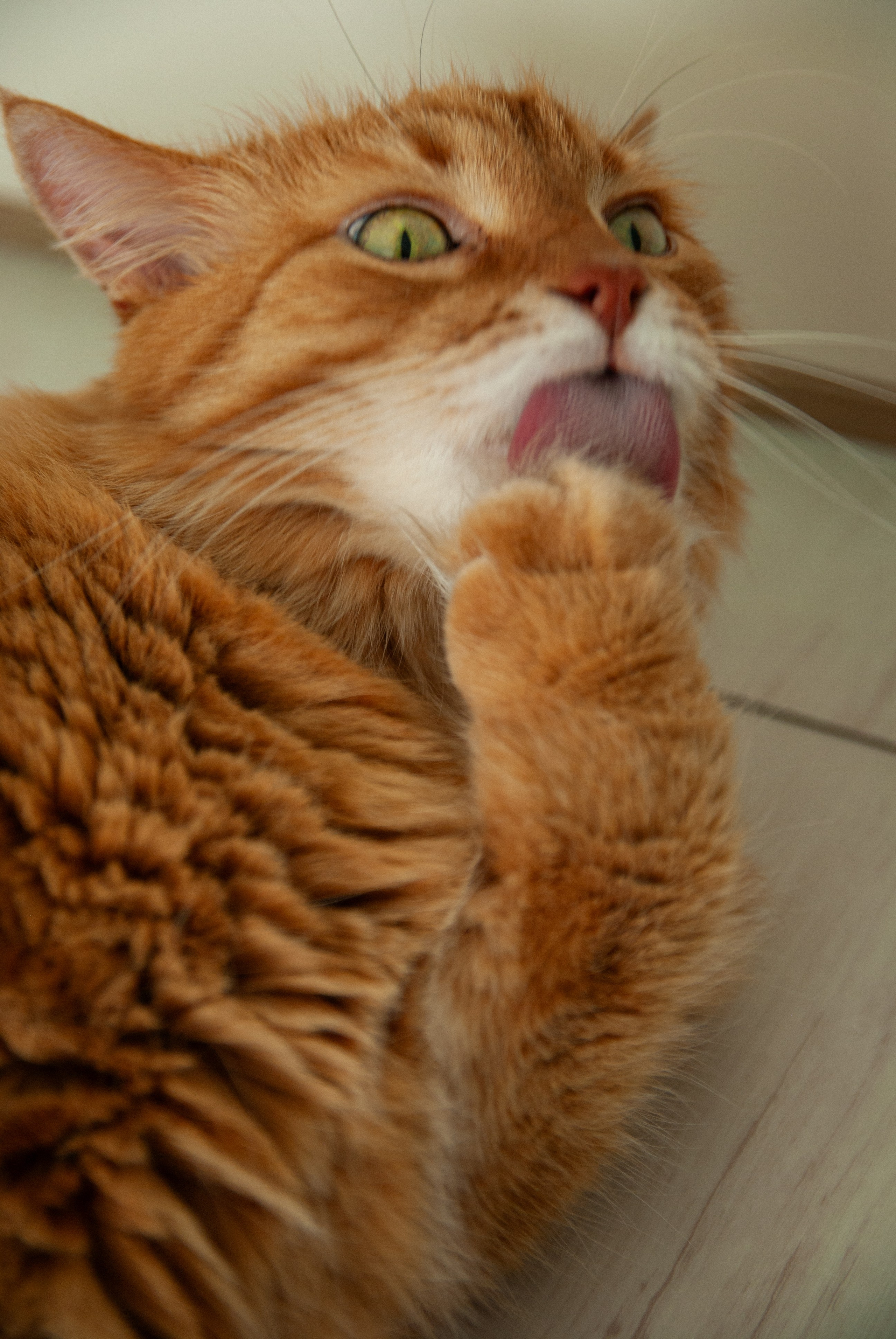 Зоопарк в моём багаже. Кошенкова Мария: портретный и репортажный фотограф. Санкт-Петербург