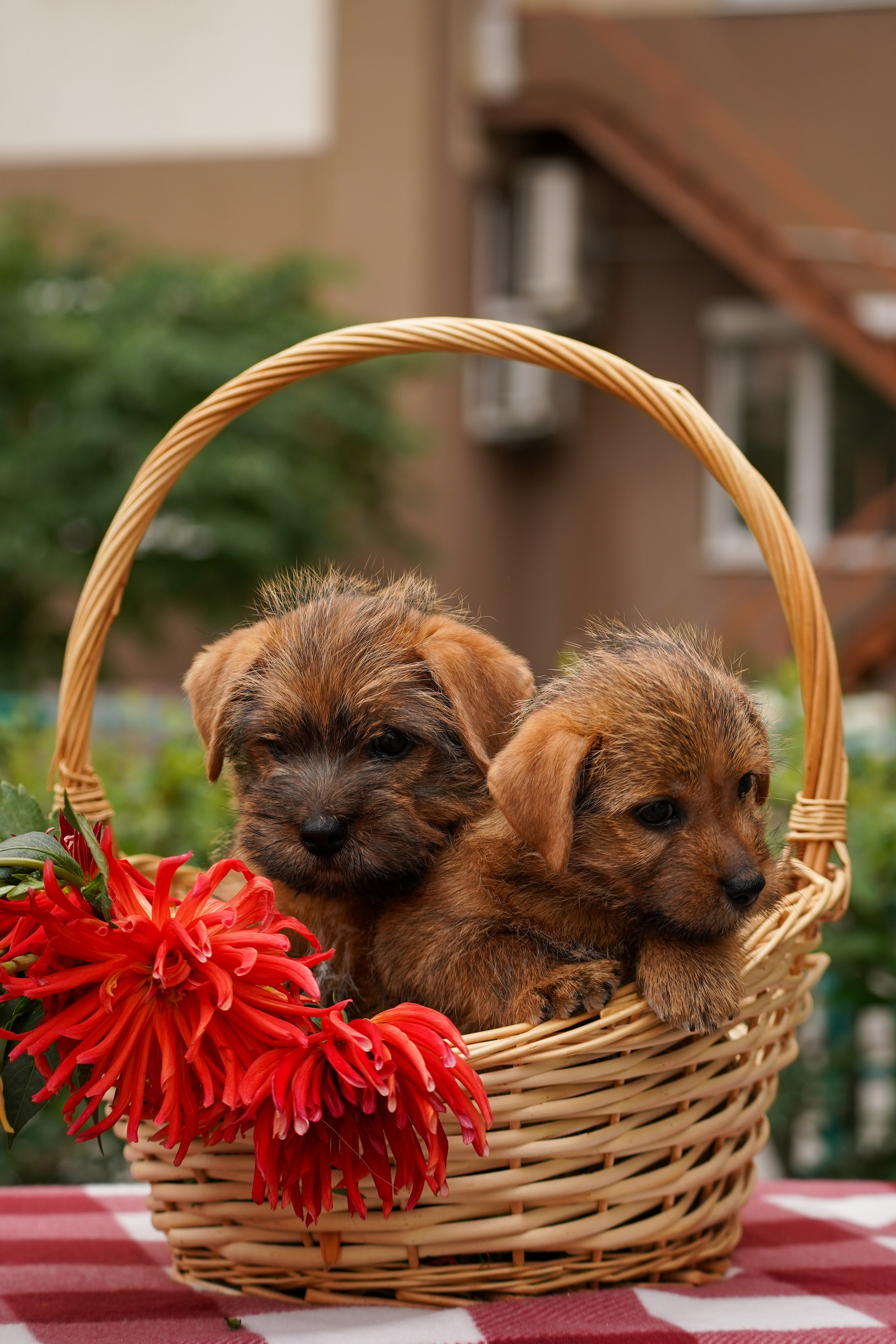 Норфолк-терьер. Фотограф-анималист Анастасия Большакова