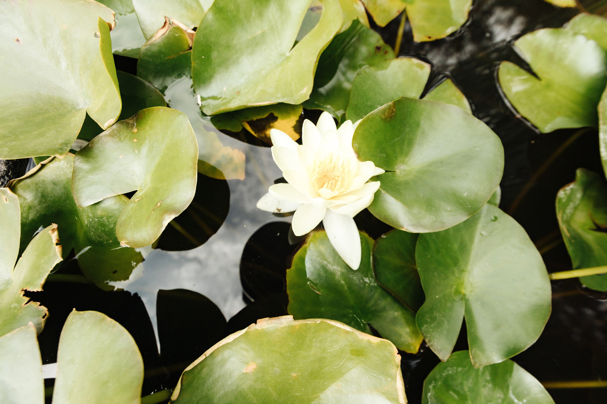 К & Е. Свадебный фотограф  Ростов-на-Дону Моска, Санкт — Петербург