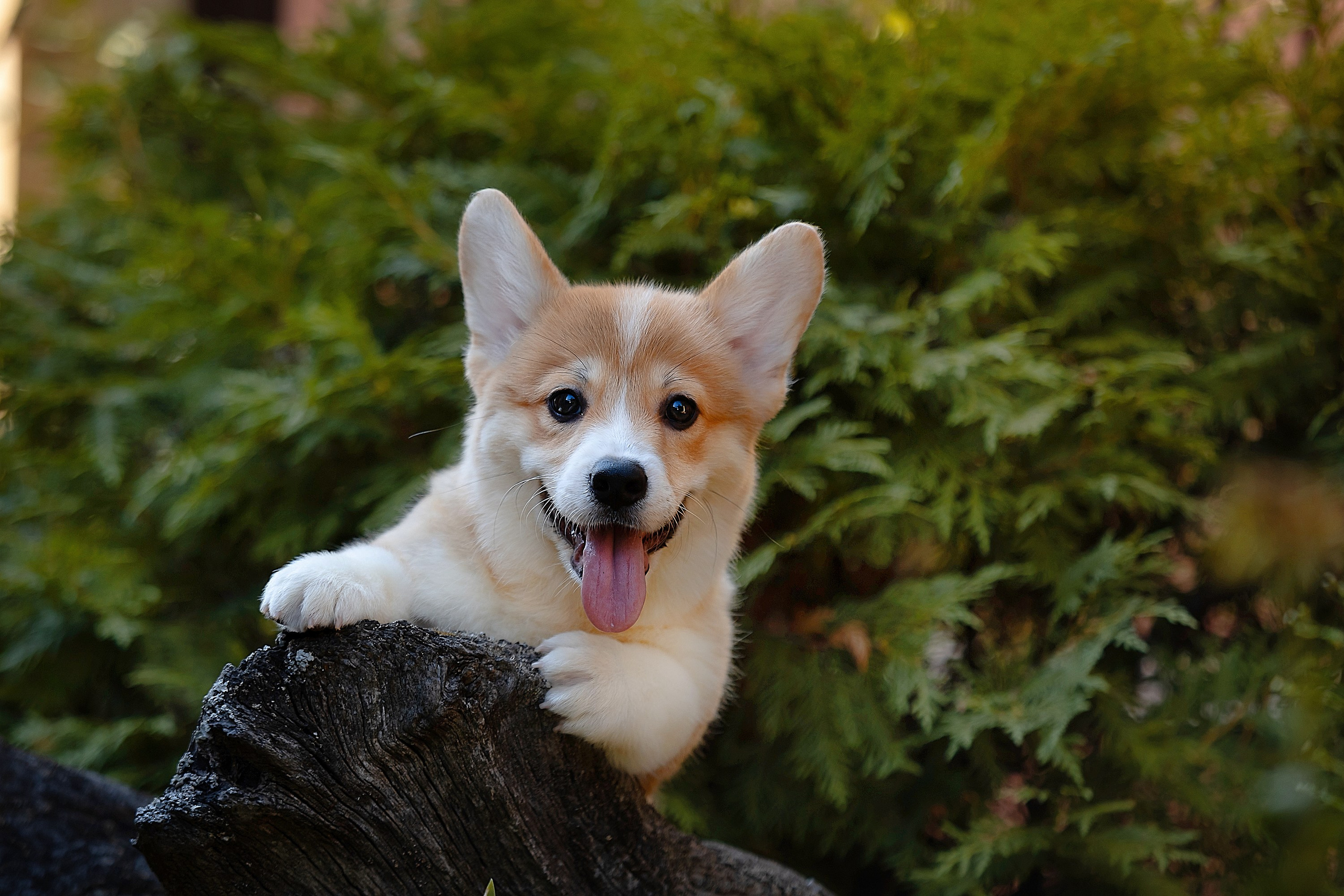 Щенки вельш корги пемброк из питомника. Питомник собак Акита, Хаски, Корги