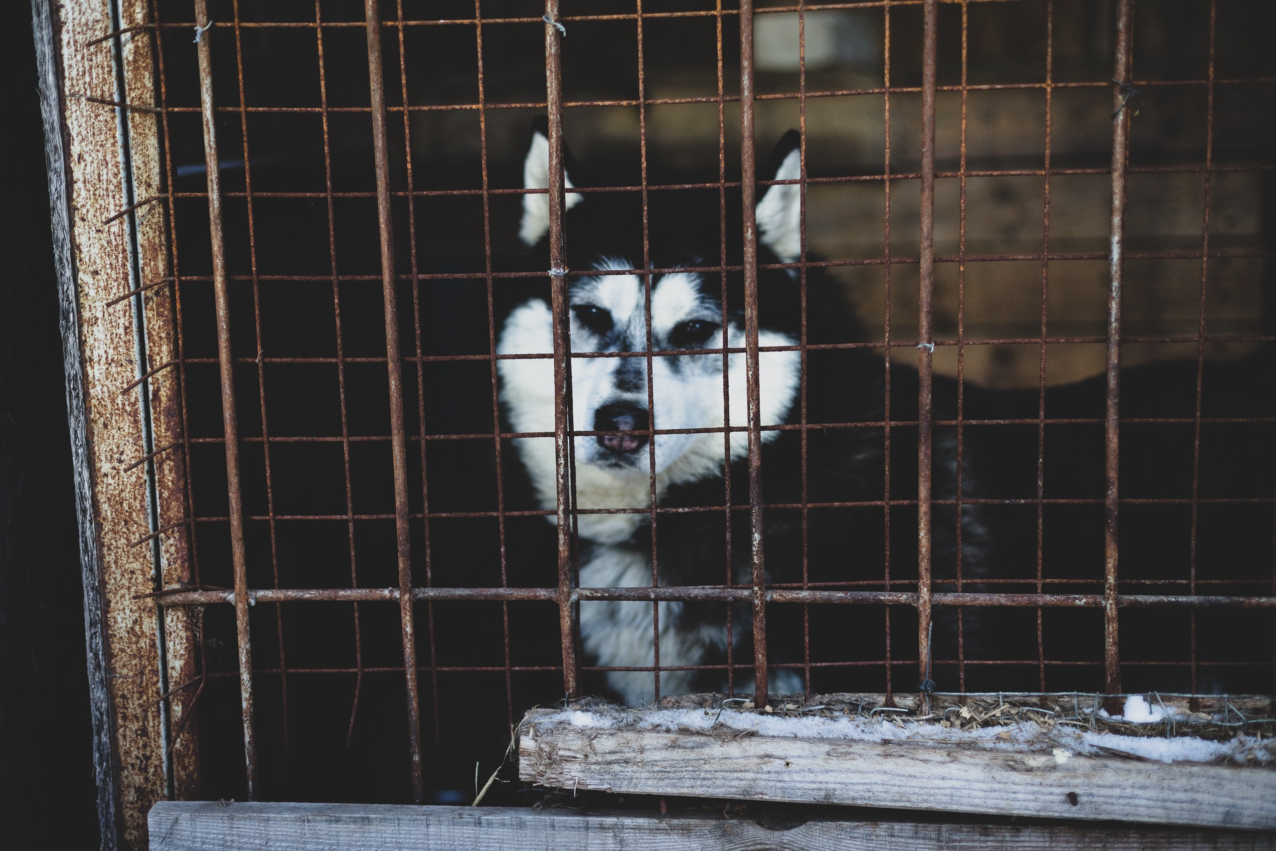 Фонд помощи: Husky_help_21. Фотография