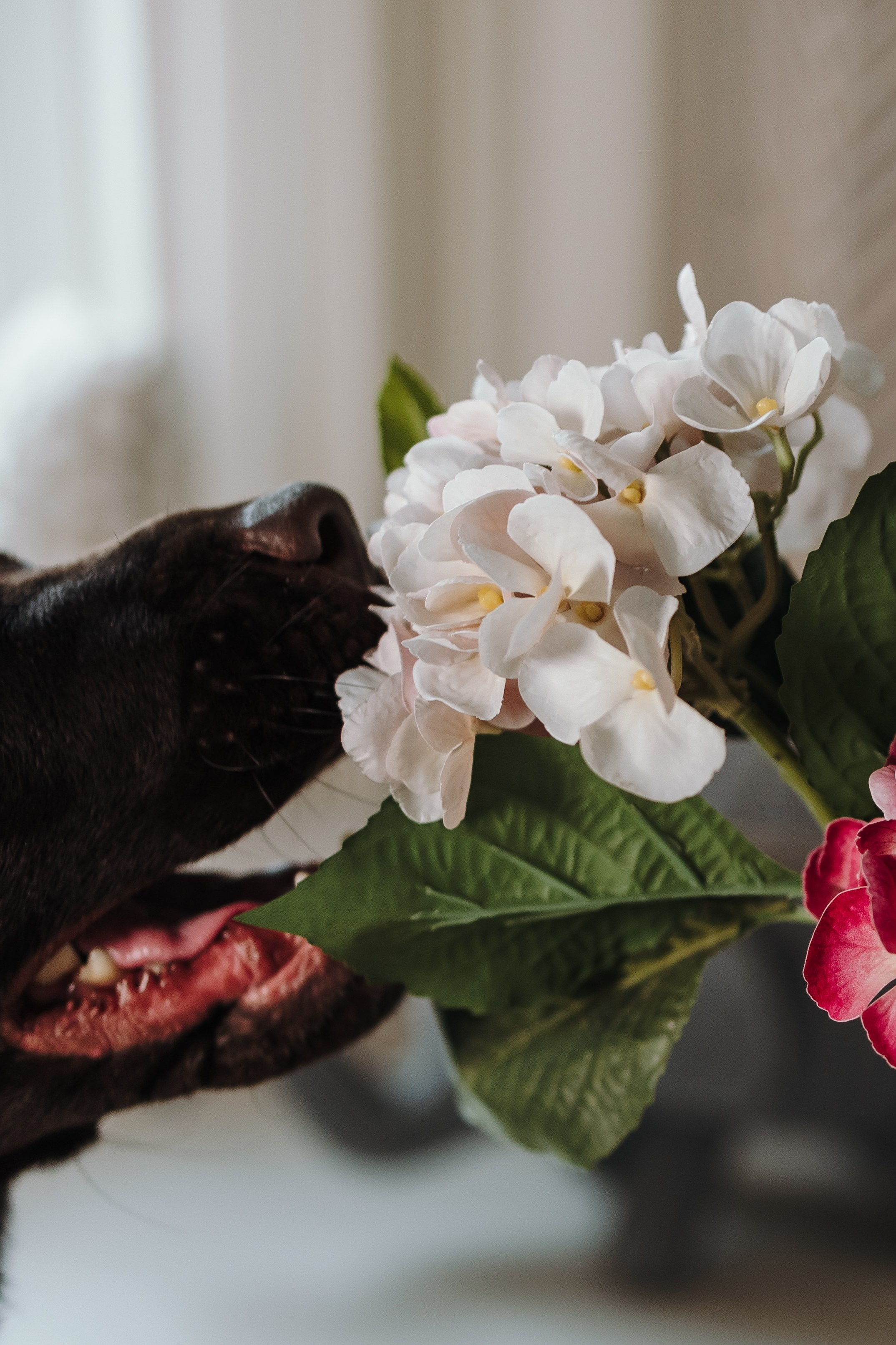 Груминг. Фотограф-анималист в Санкт-Петербурге Алина Яхонт