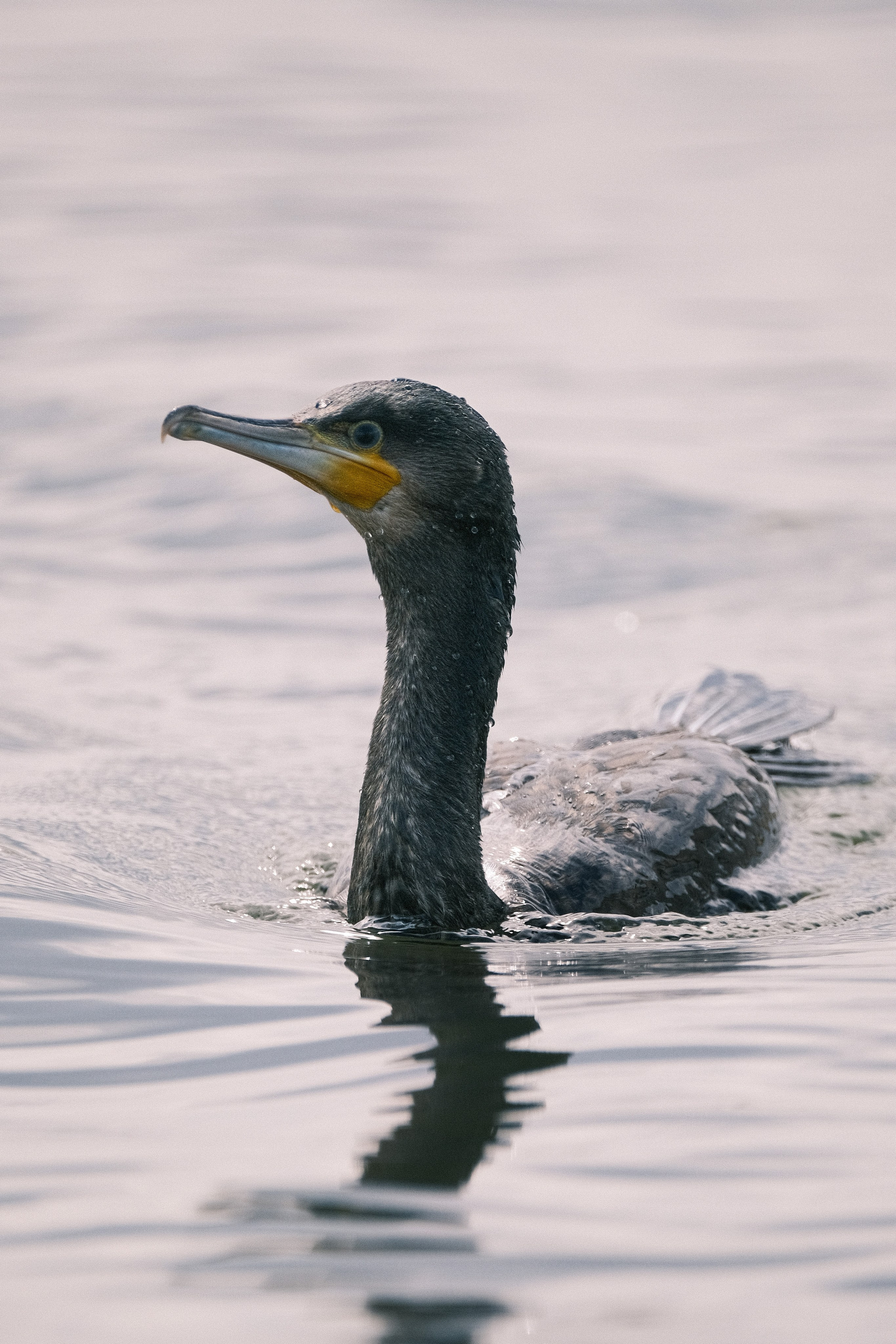Птицы. Спортивный фотограф в Ростове-на-Дону Сергей Реусин