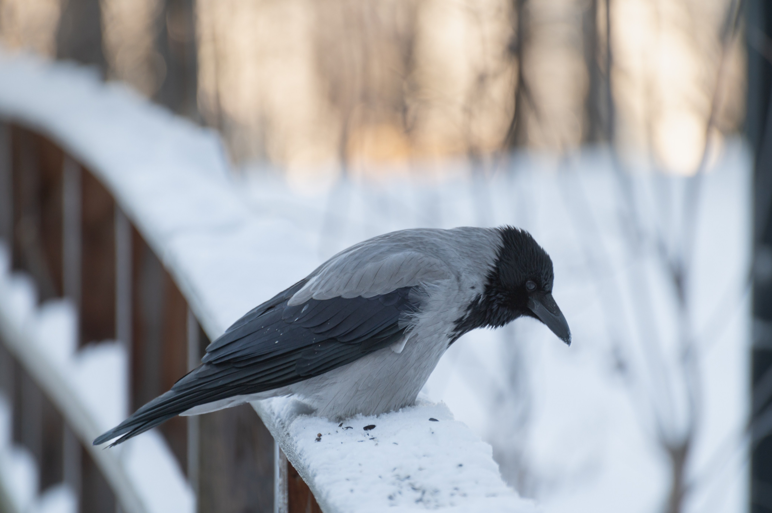 20240120 Воробьёвы горы. Дмитрий Ремизов. Фотография, как хобби