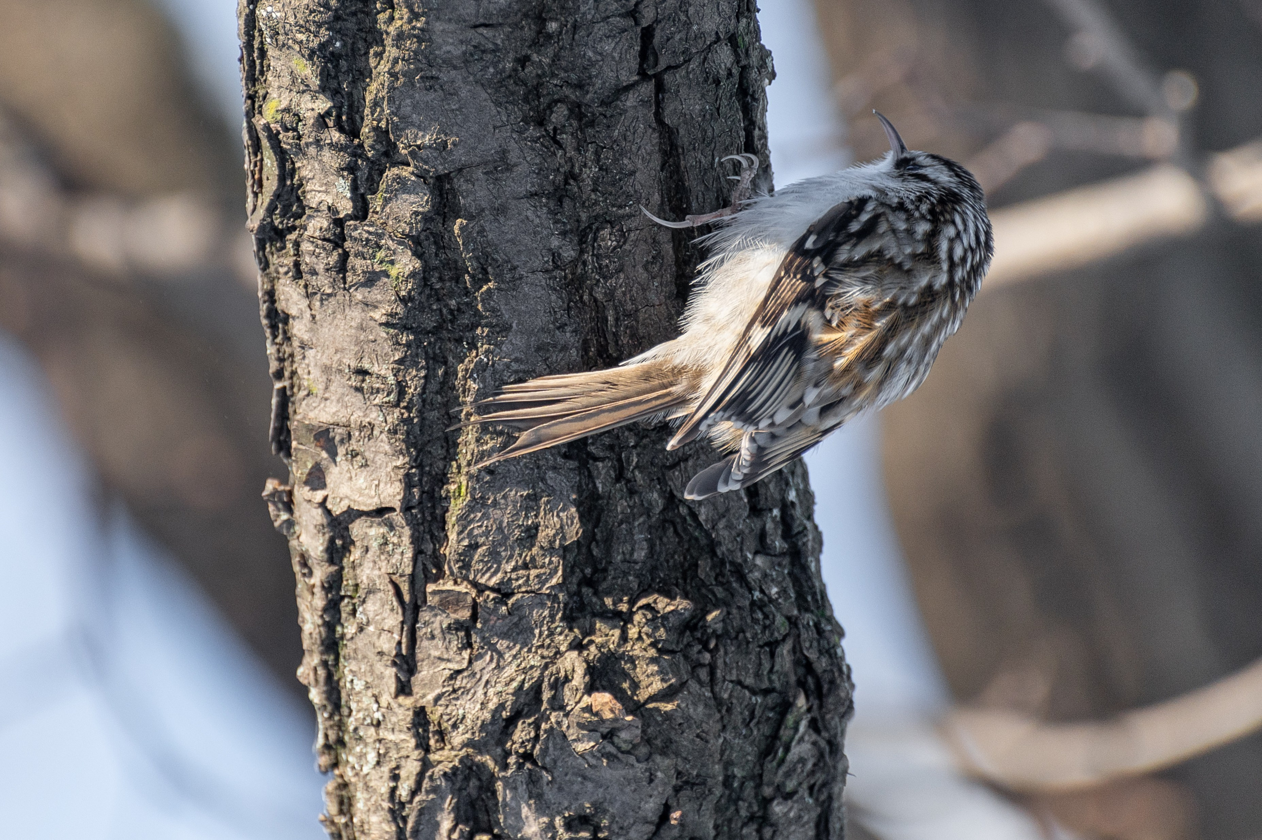 20240120 Воробьёвы горы. Дмитрий Ремизов. Фотография, как хобби