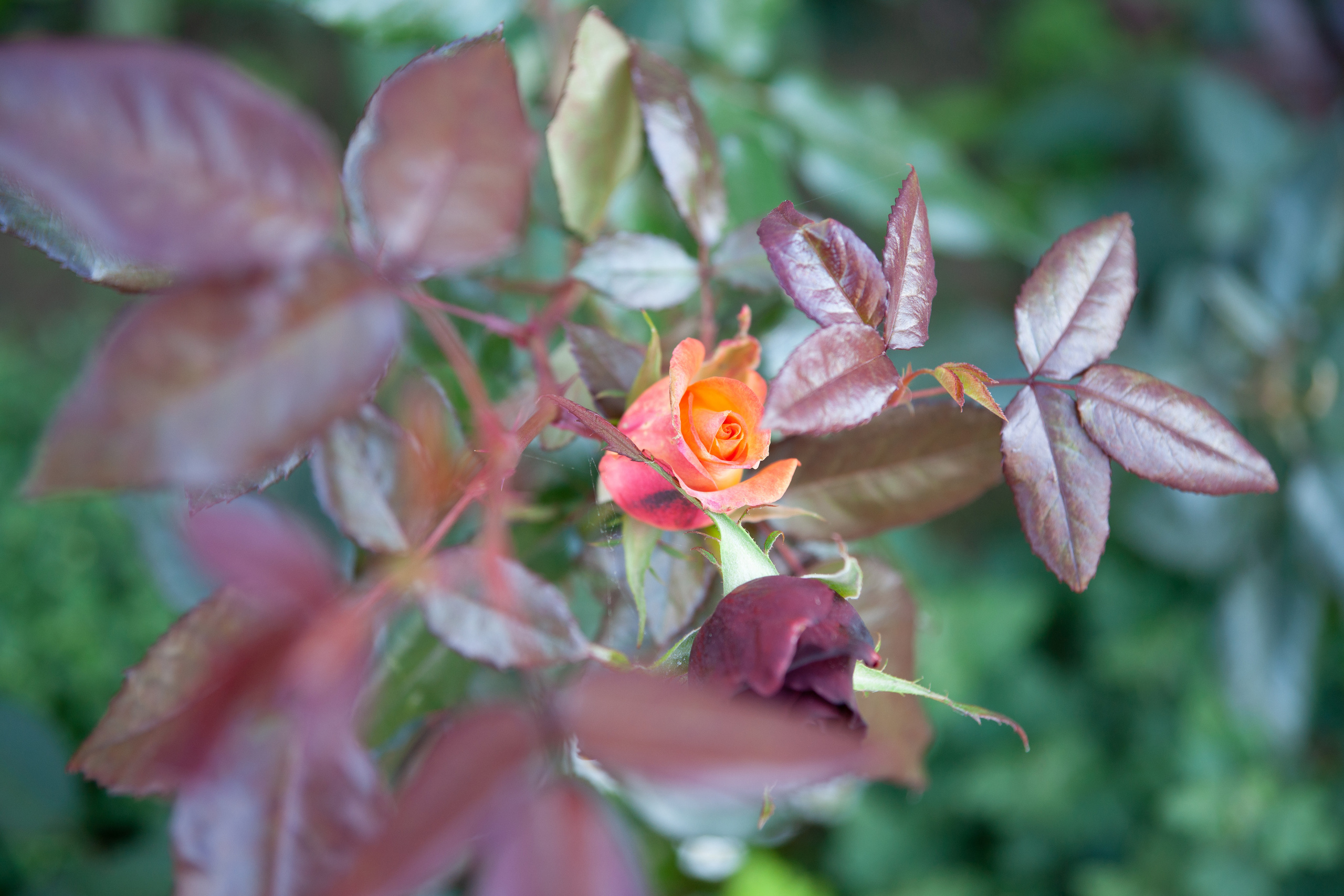 Фотограф и художница в Хабаровске Татьяна Трубникова