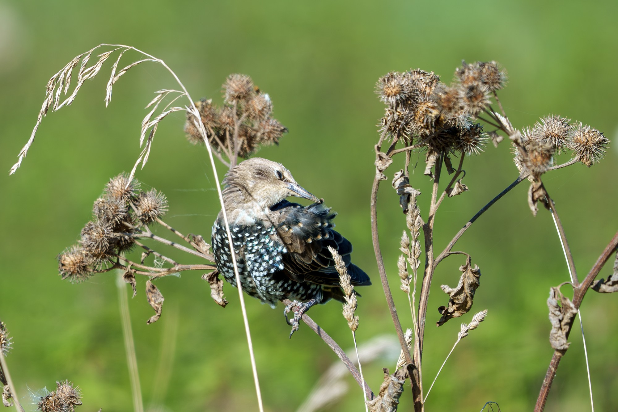 Удивительные мир птиц. Вокруг нас столько прекрасного — присмотритесь!. Ваш личный фотограф Марина Волкова