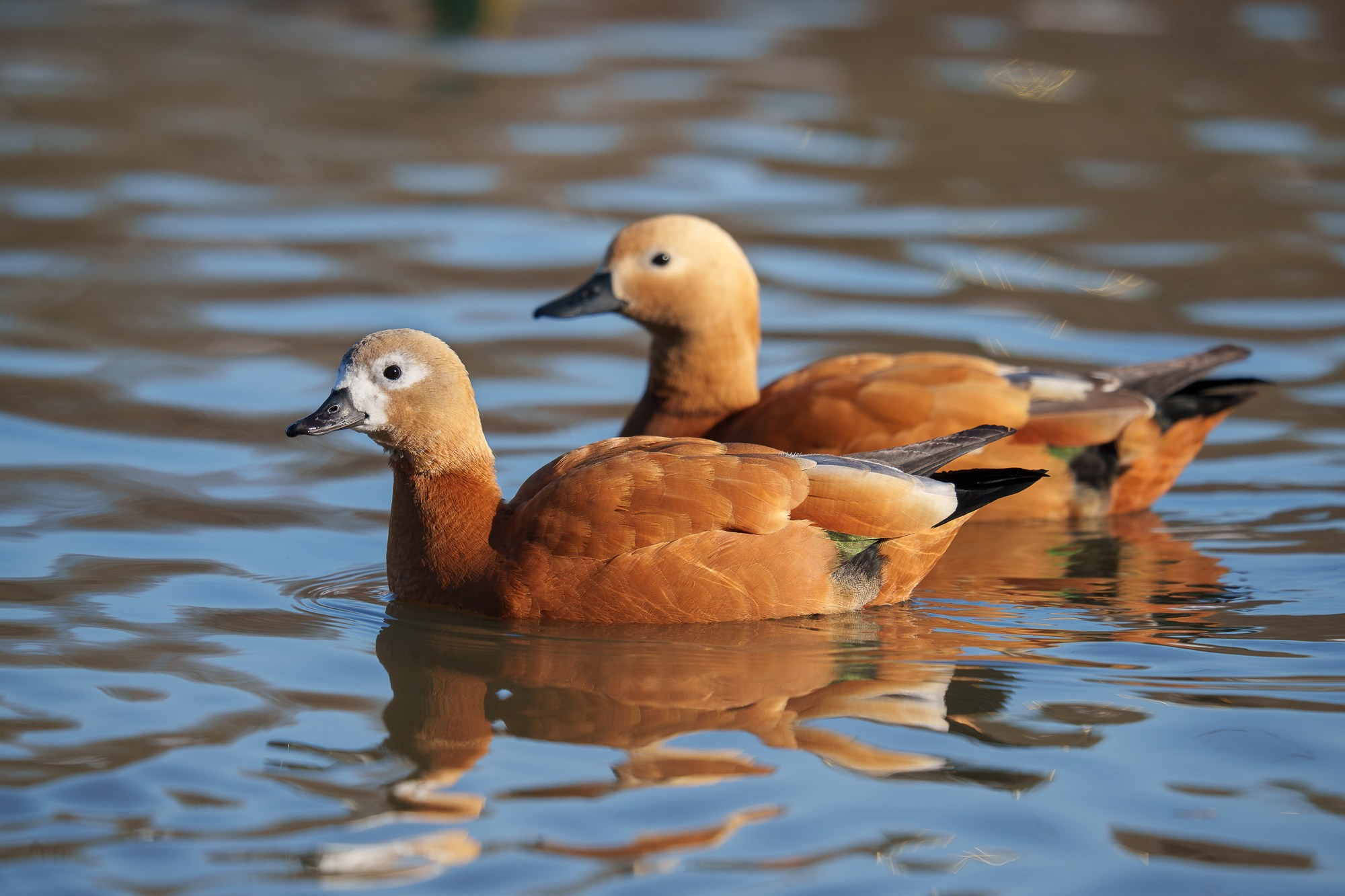 Удивительные мир птиц. Вокруг нас столько прекрасного — присмотритесь!. Ваш личный фотограф Марина Волкова