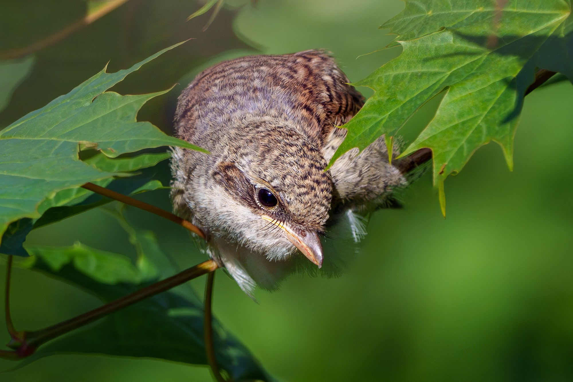 Удивительные мир птиц. Вокруг нас столько прекрасного — присмотритесь!. Ваш личный фотограф Марина Волкова