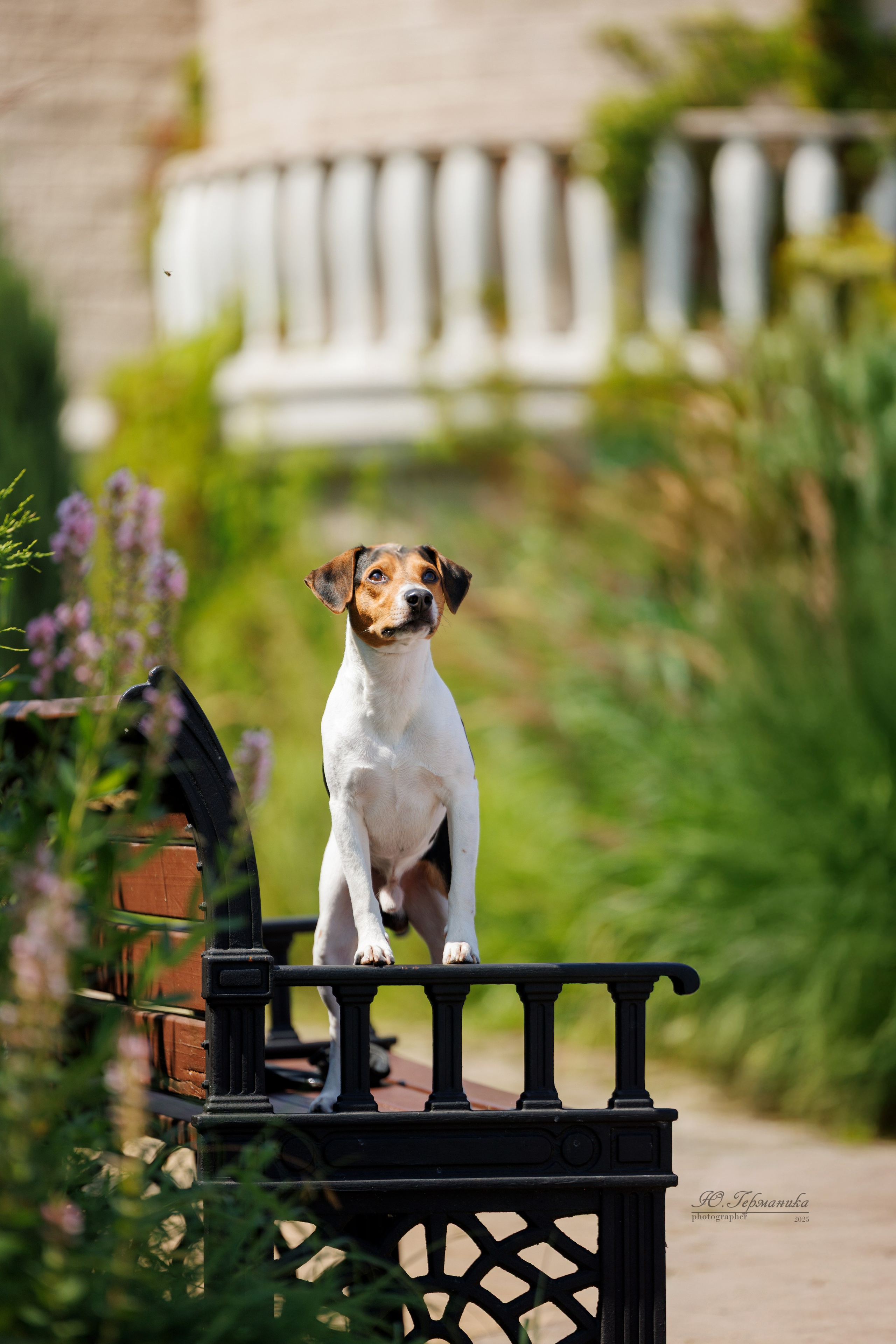 Фотосет Бригада УХ)). Фотограф-анималист Юлия Германика
