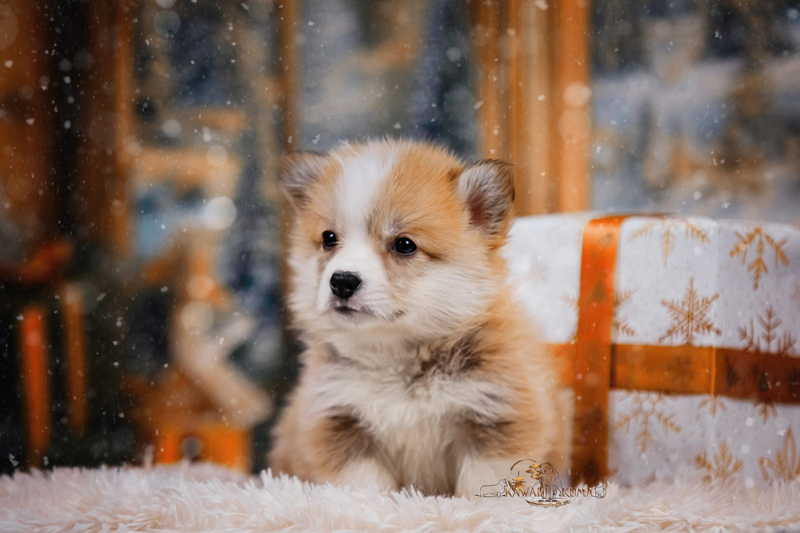 А — Кола и Цесей. Kawaii Kuma питомник собак пород Корги пемброк, Акита ину, Сиба