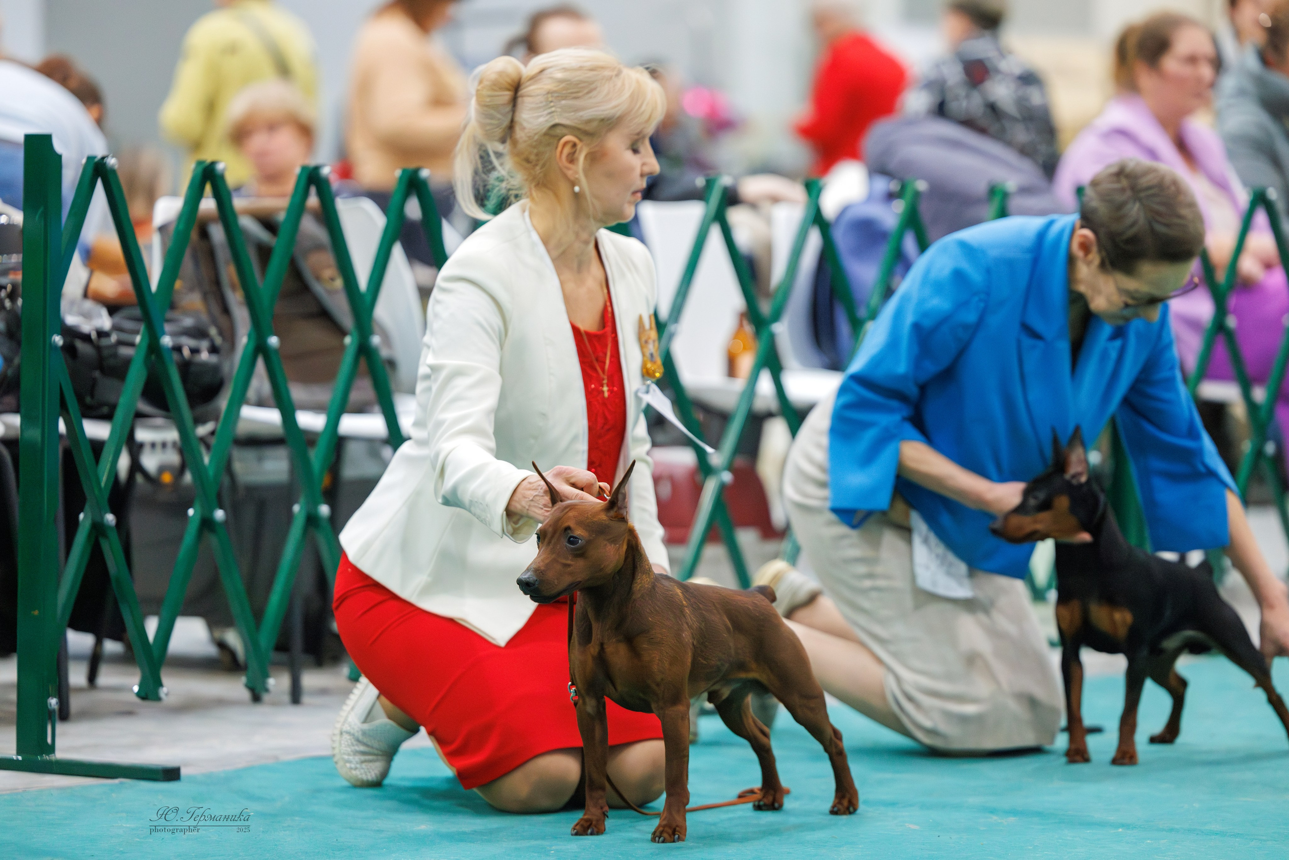 Гран-При 8.02.2025 и Крокус 09.02.2025. Фотограф-анималист Юлия Германика