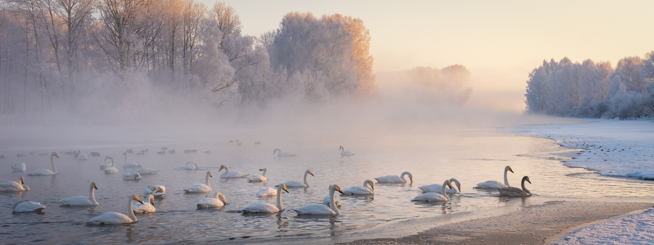 Фототур по зимнему Алтаю «Вдогонку лебединым песням». Профессиональный пейзажный фотограф Алёна Рубан