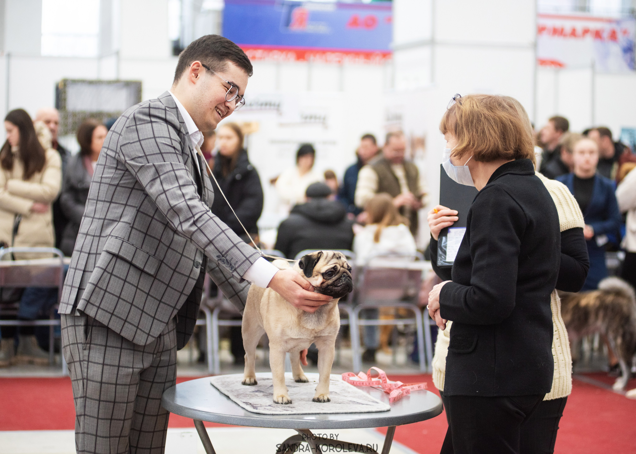 Выставка собак тюмень 10.12.2022. Дог-фотограф в Тюмени Александра Королева
