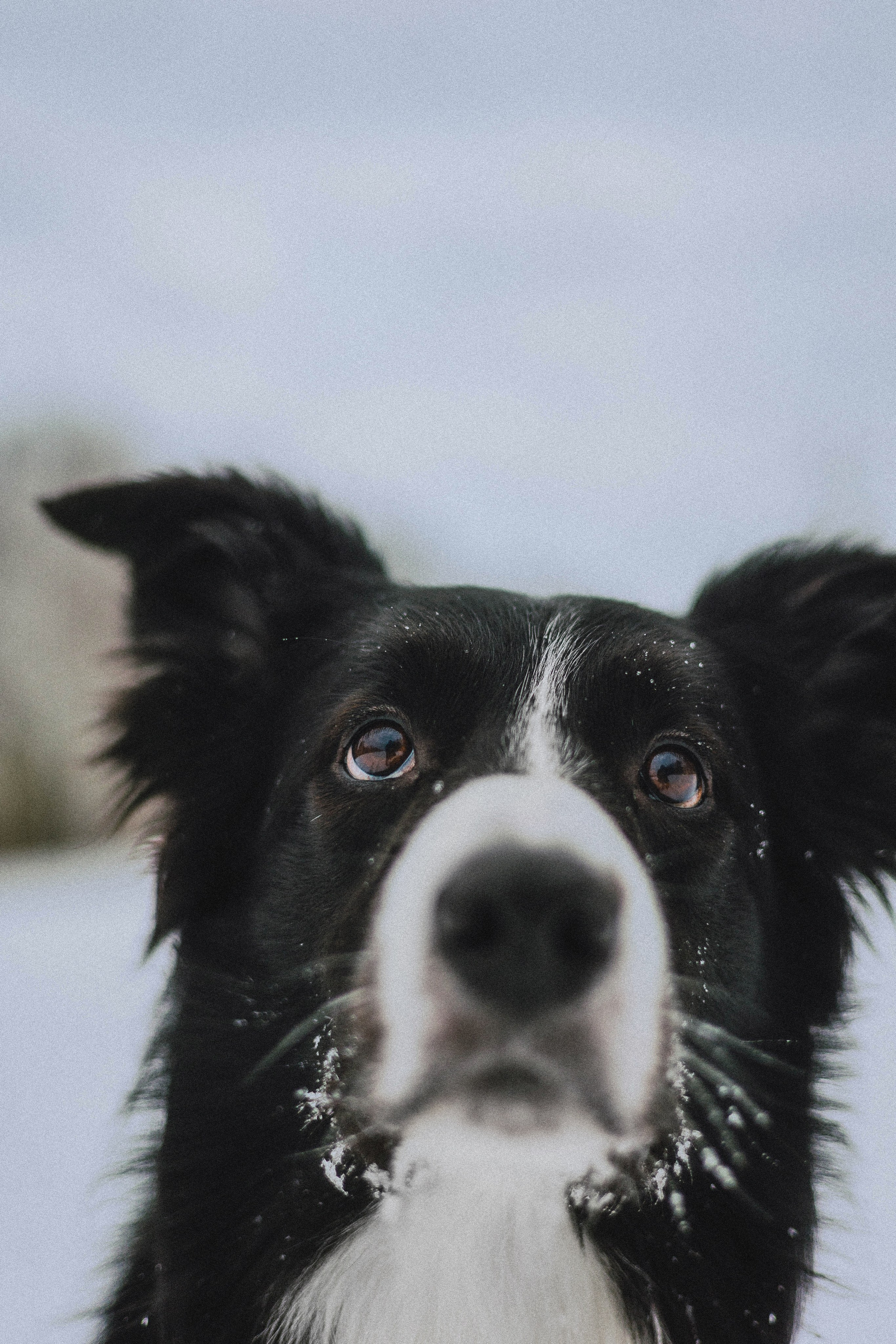Маша, Рэм и Ньютон. Фотограф-анималист Богданова Полина
